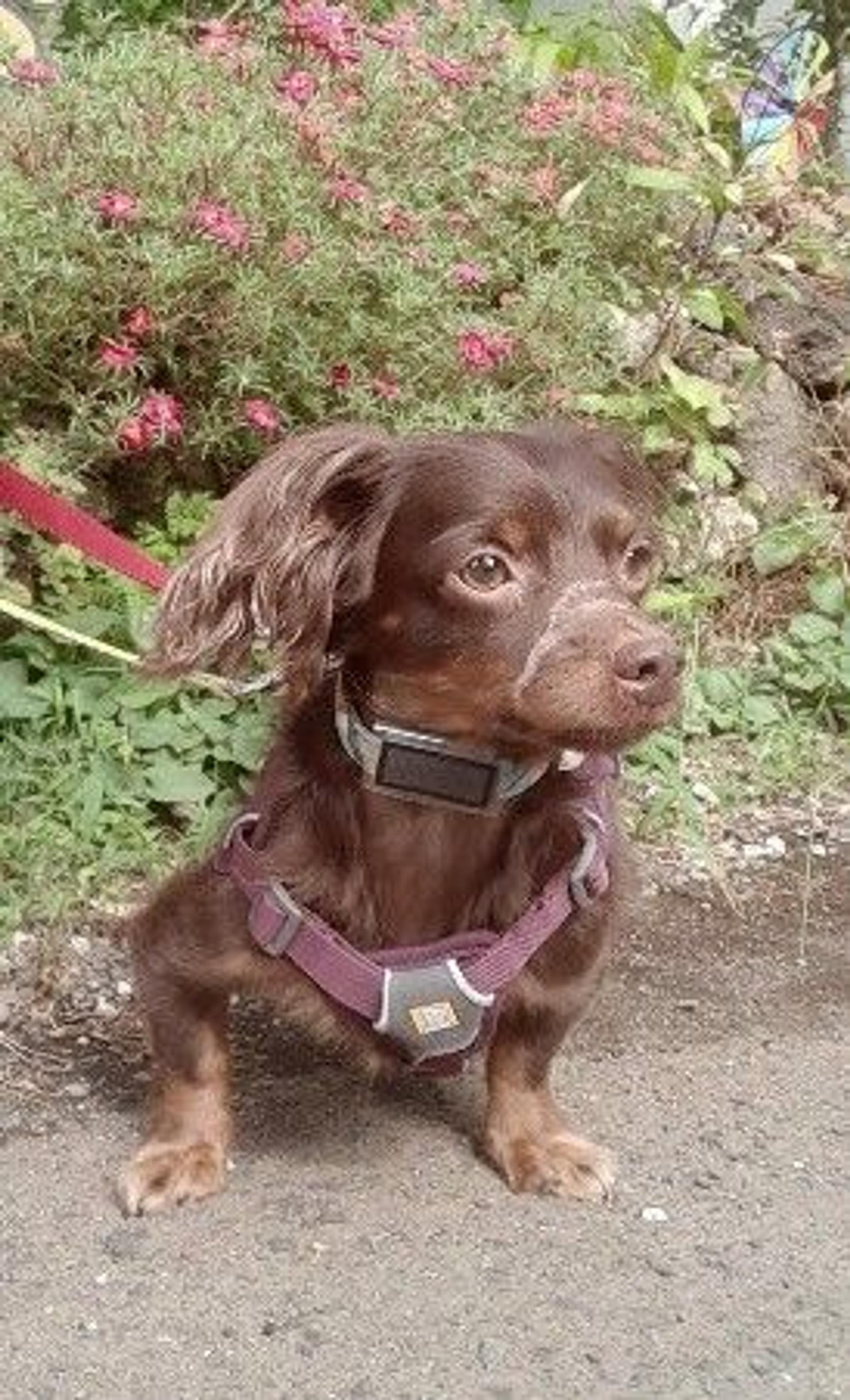 pet-image-9