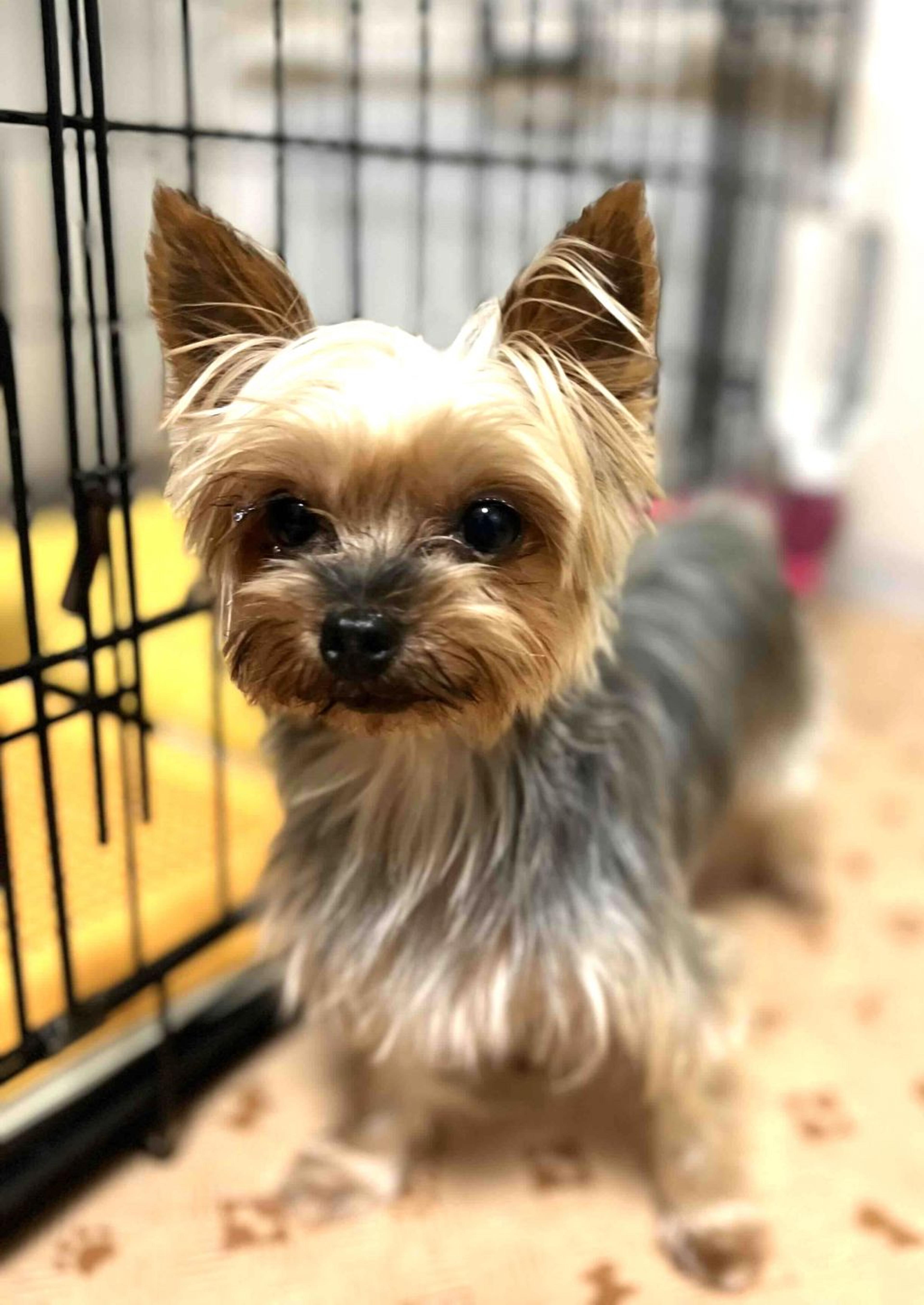 pet-image-2