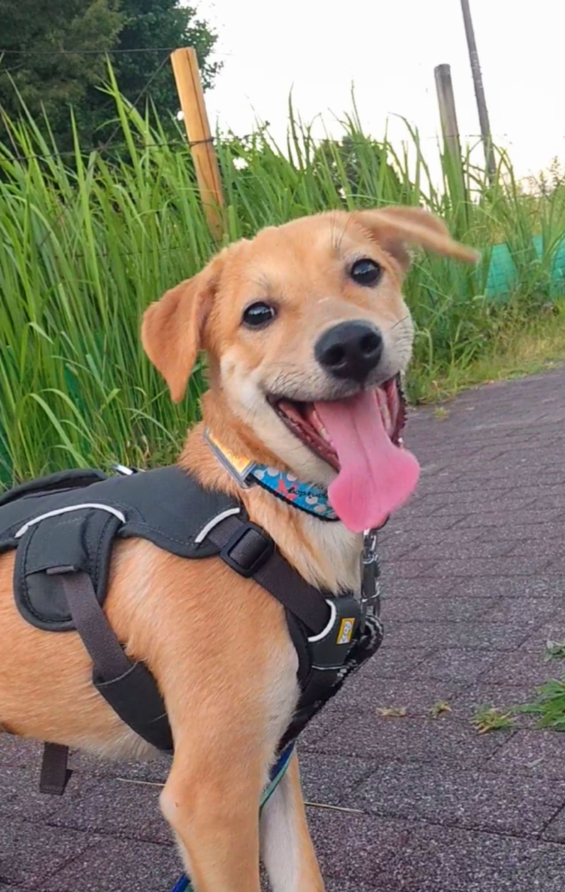 雑種（ミックス犬）・オスの里親募集の写真