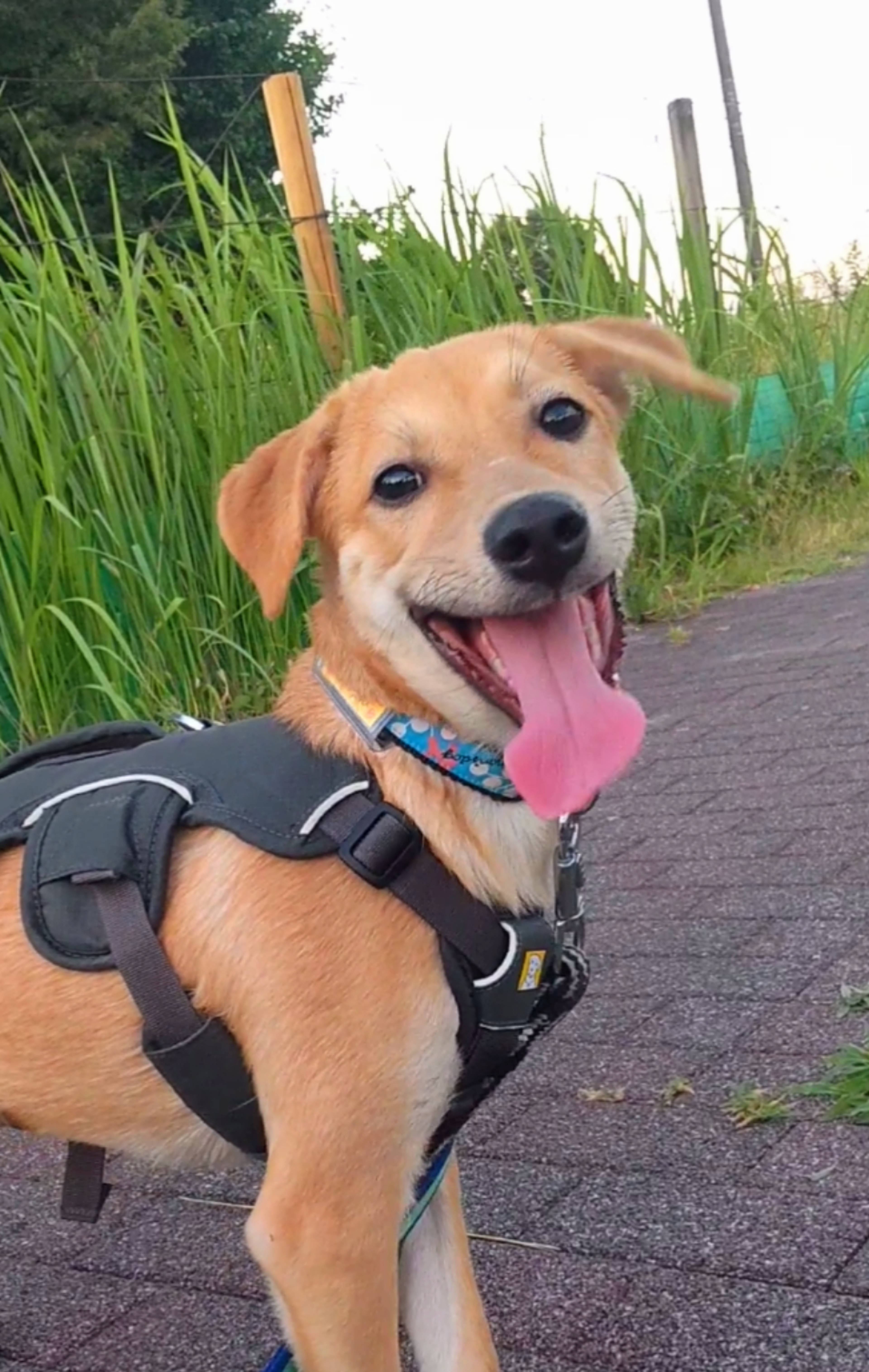 雑種（ミックス犬）・オスの里親募集の写真