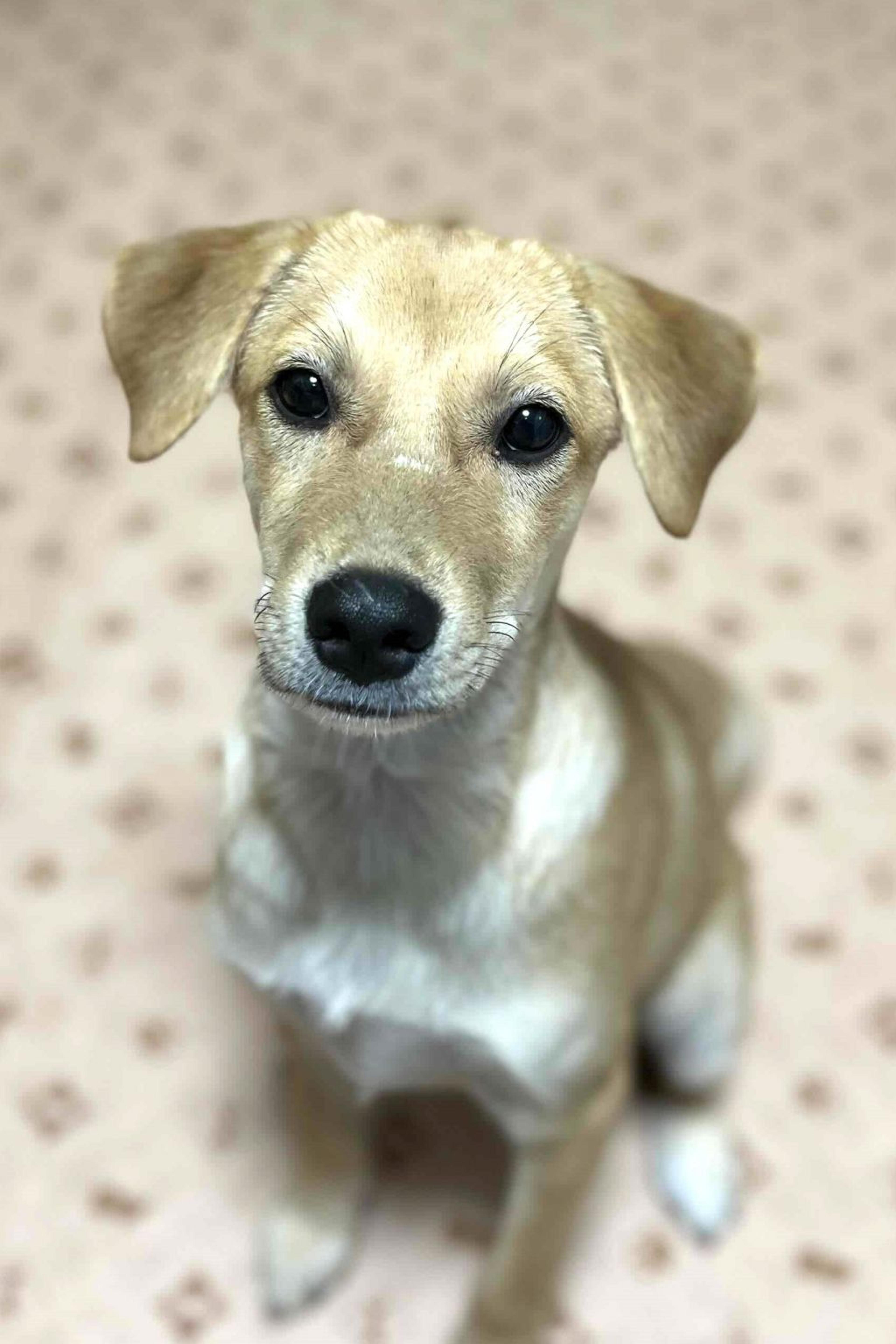 pet-image-7