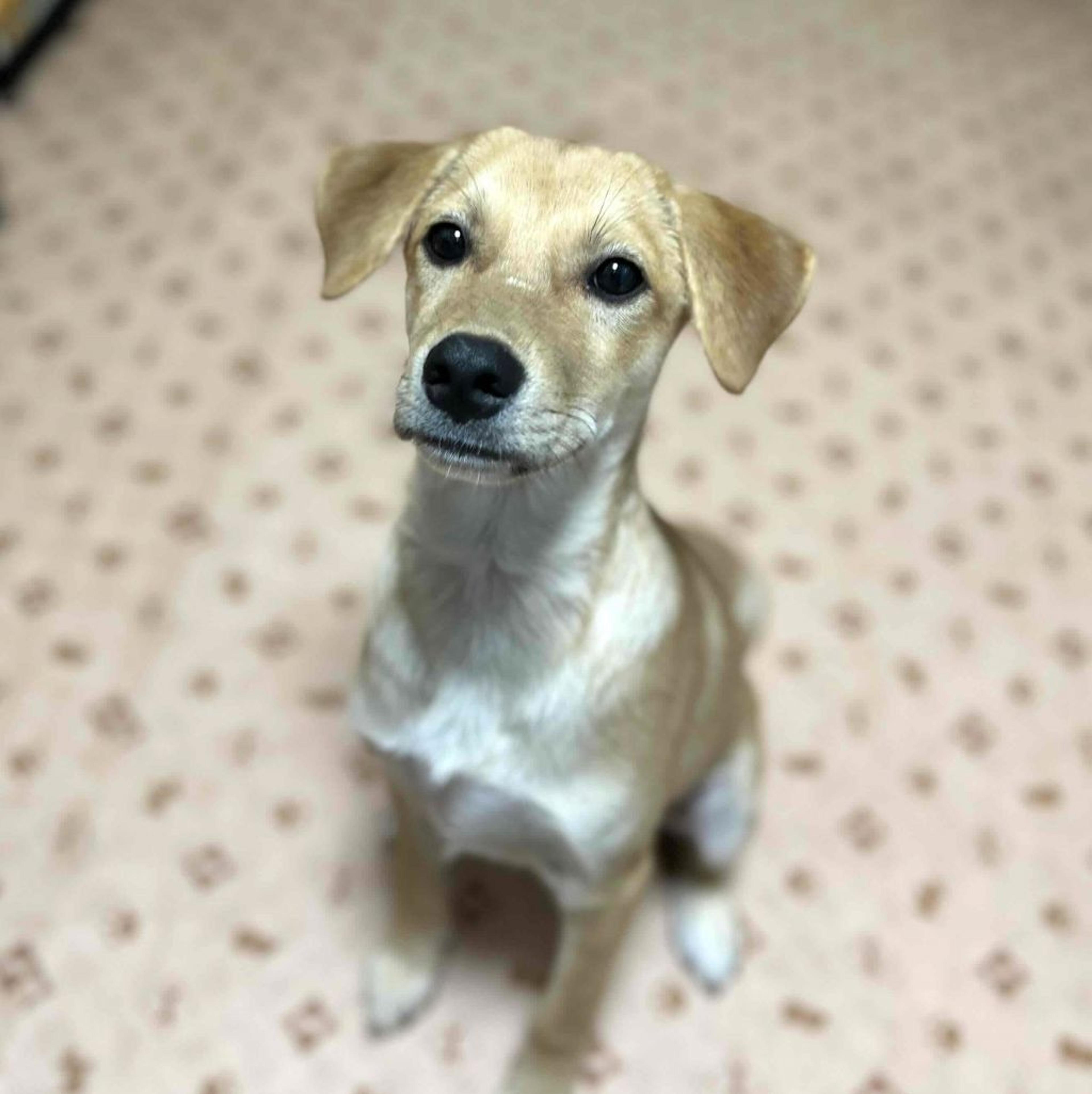 pet-image-8