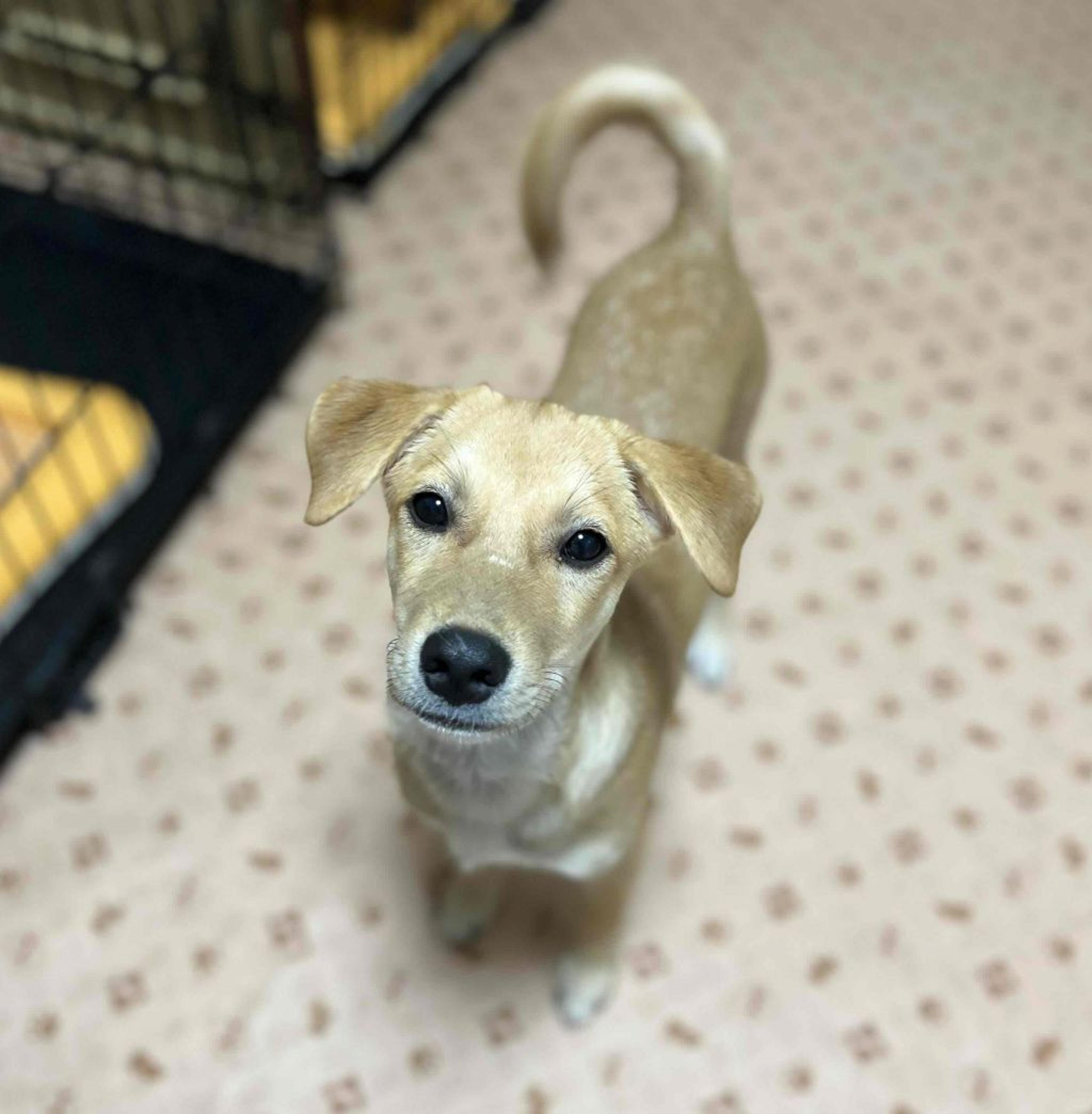pet-image-9