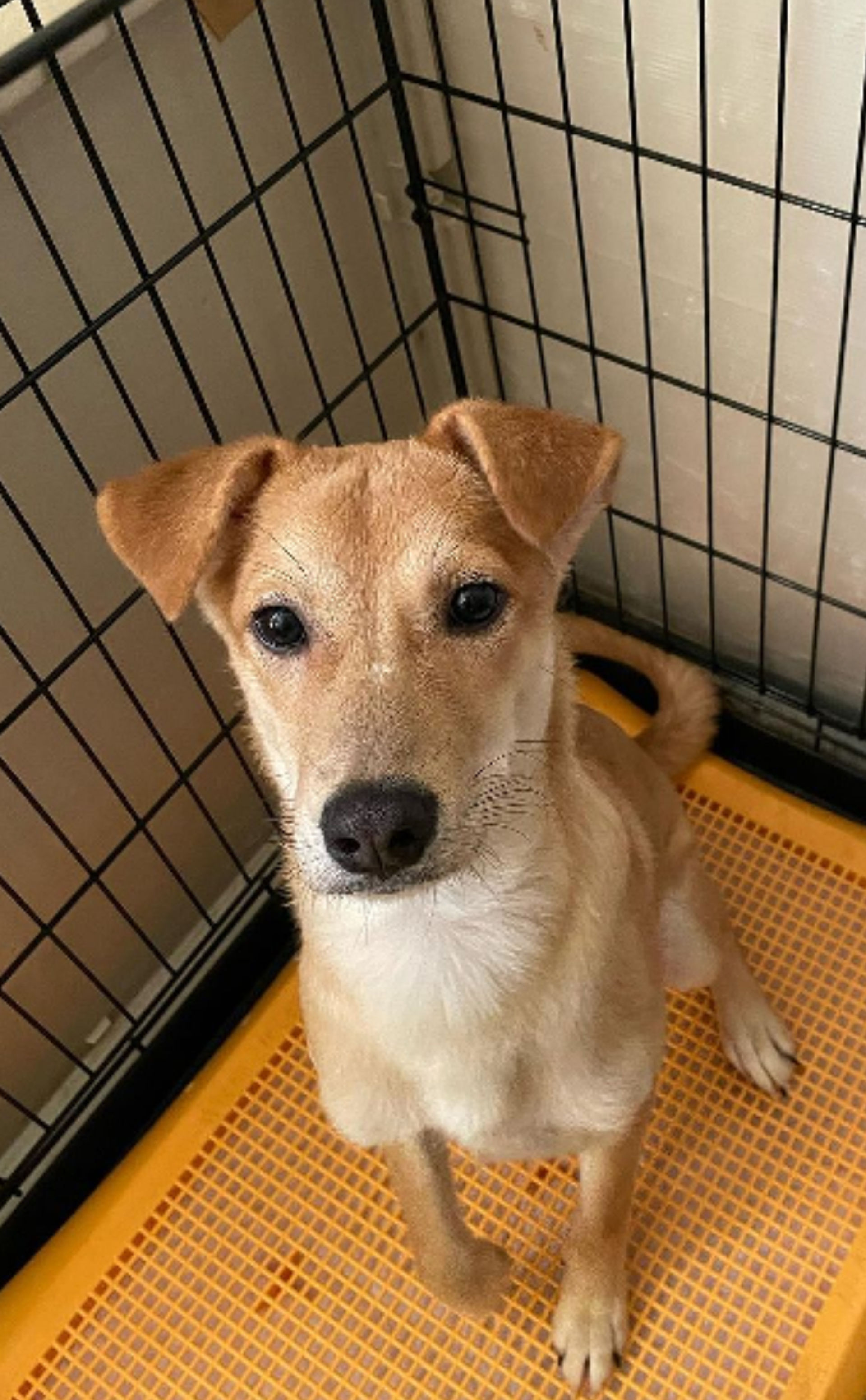 雑種（ミックス犬）・オスの里親募集の写真