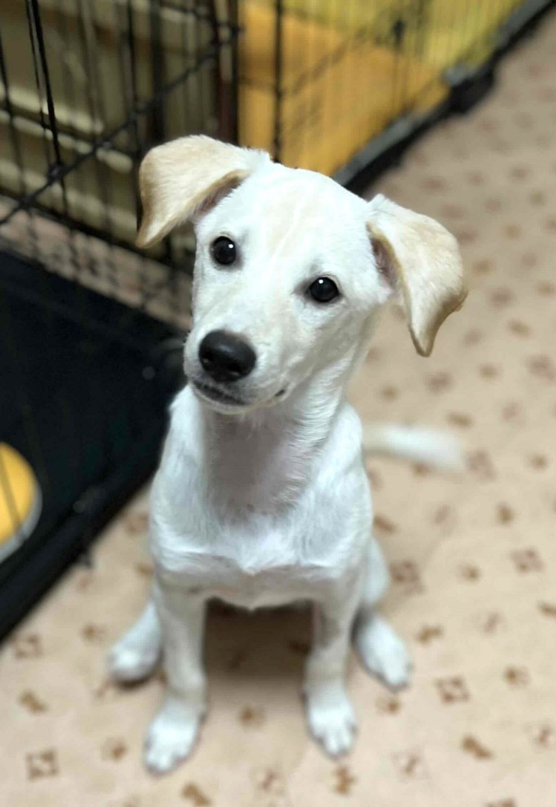 雑種（ミックス犬）・メスの里親募集の写真