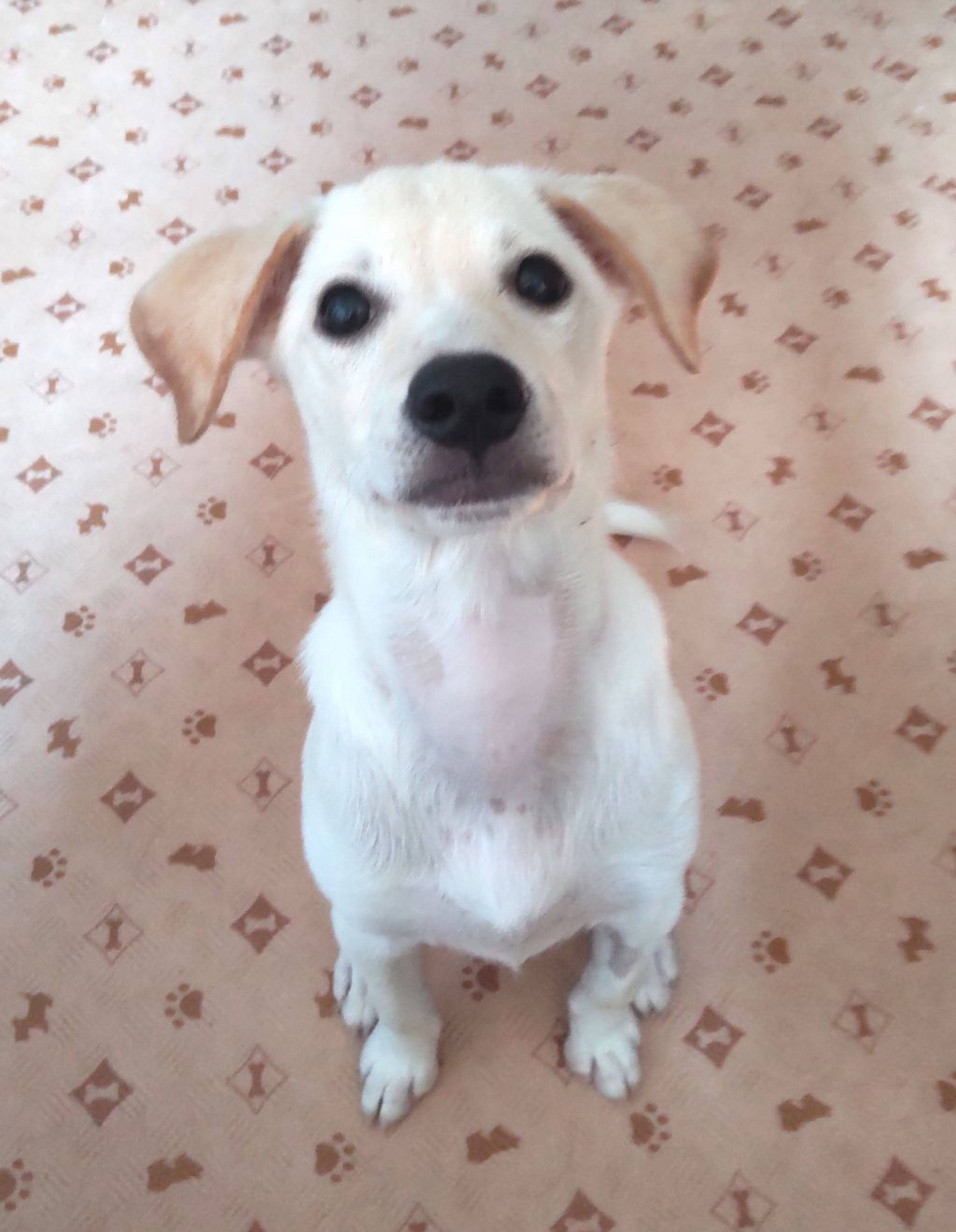 pet-image-2