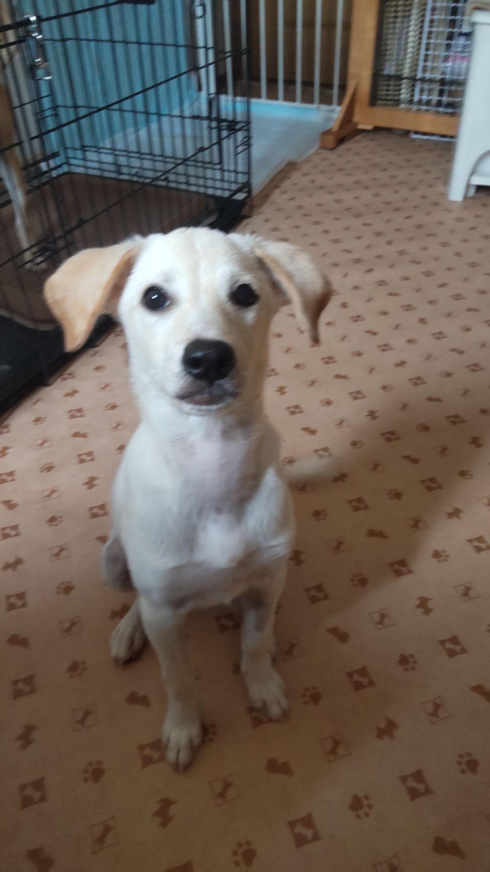 pet-image-4