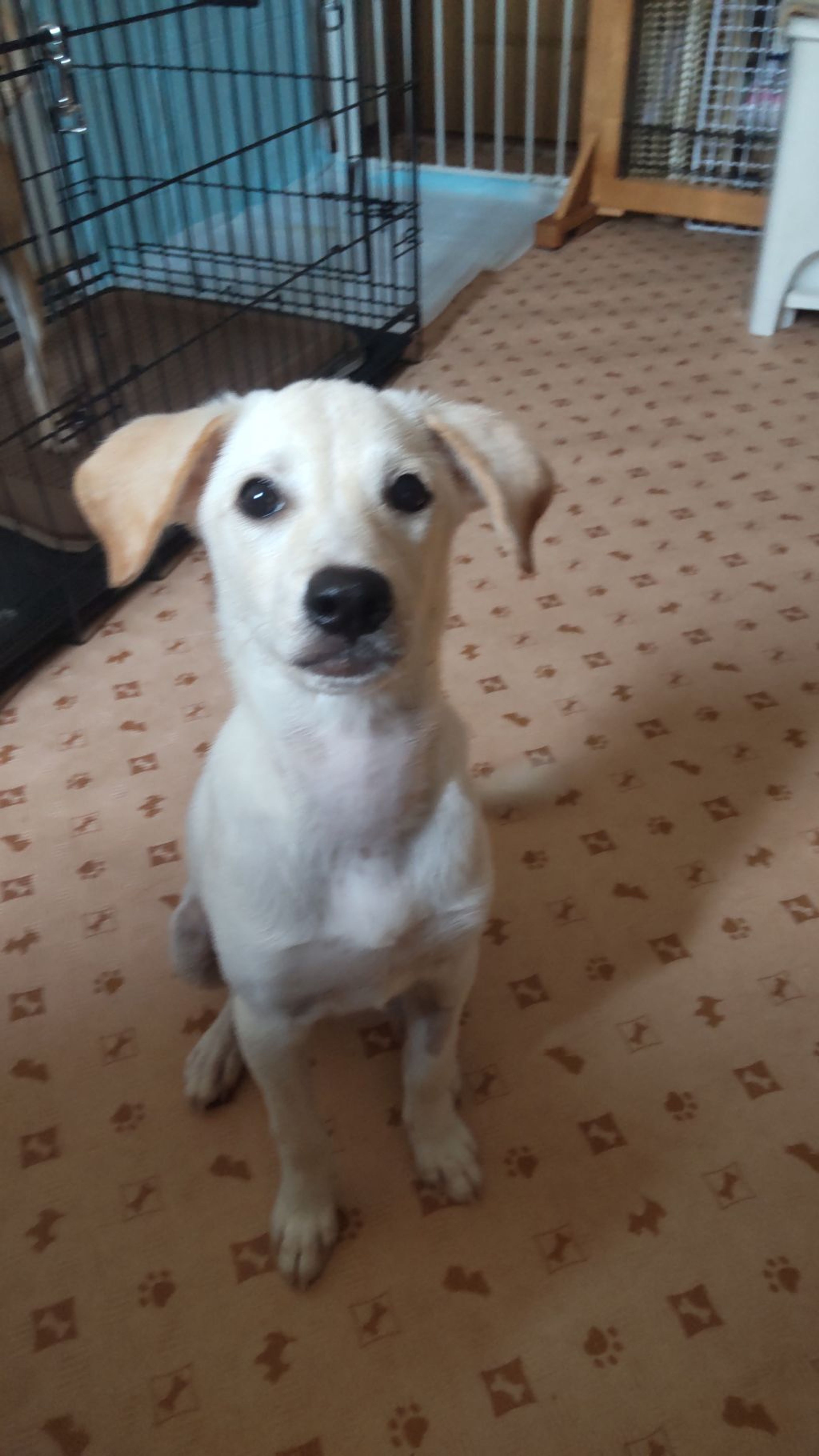 pet-image-4
