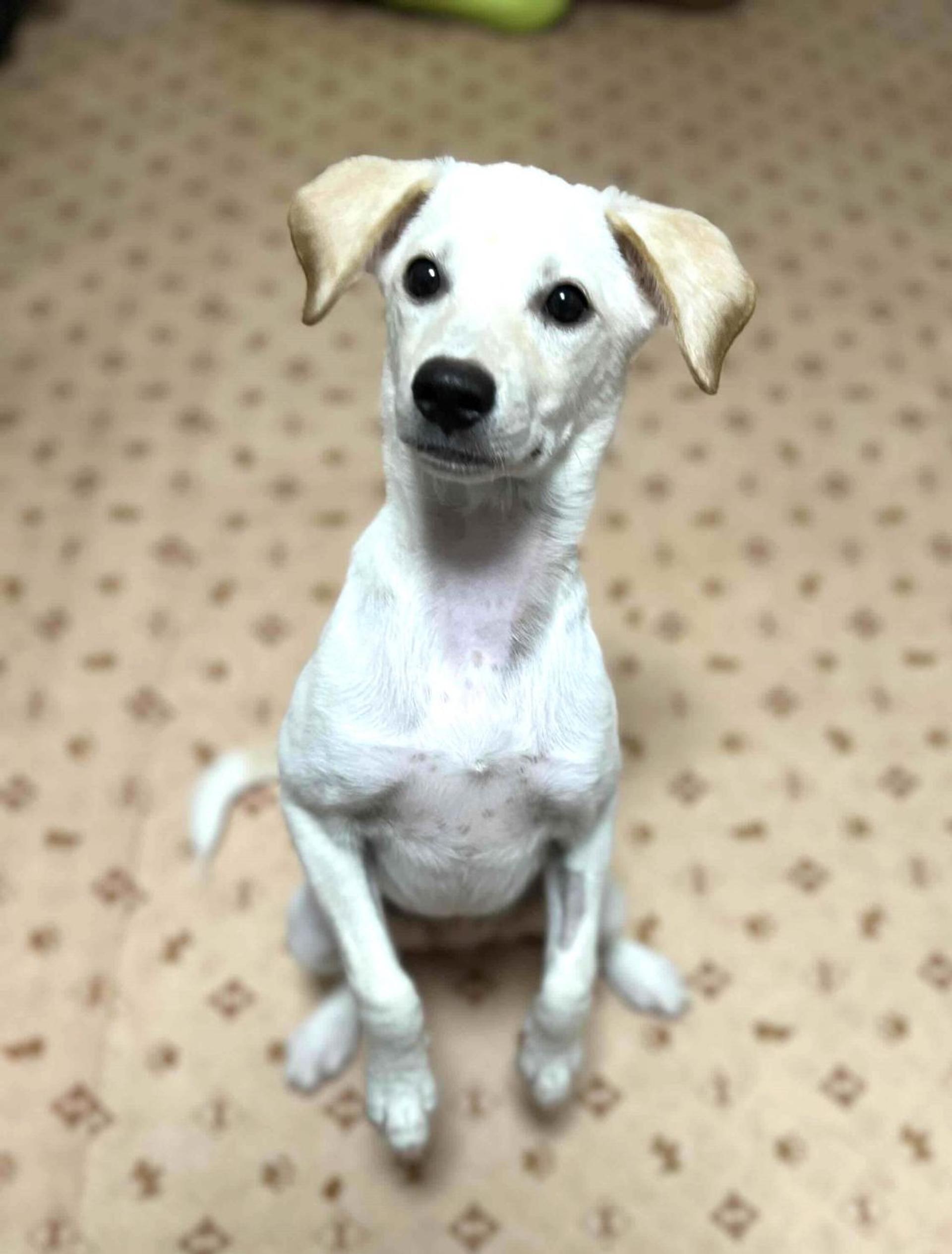pet-image-5