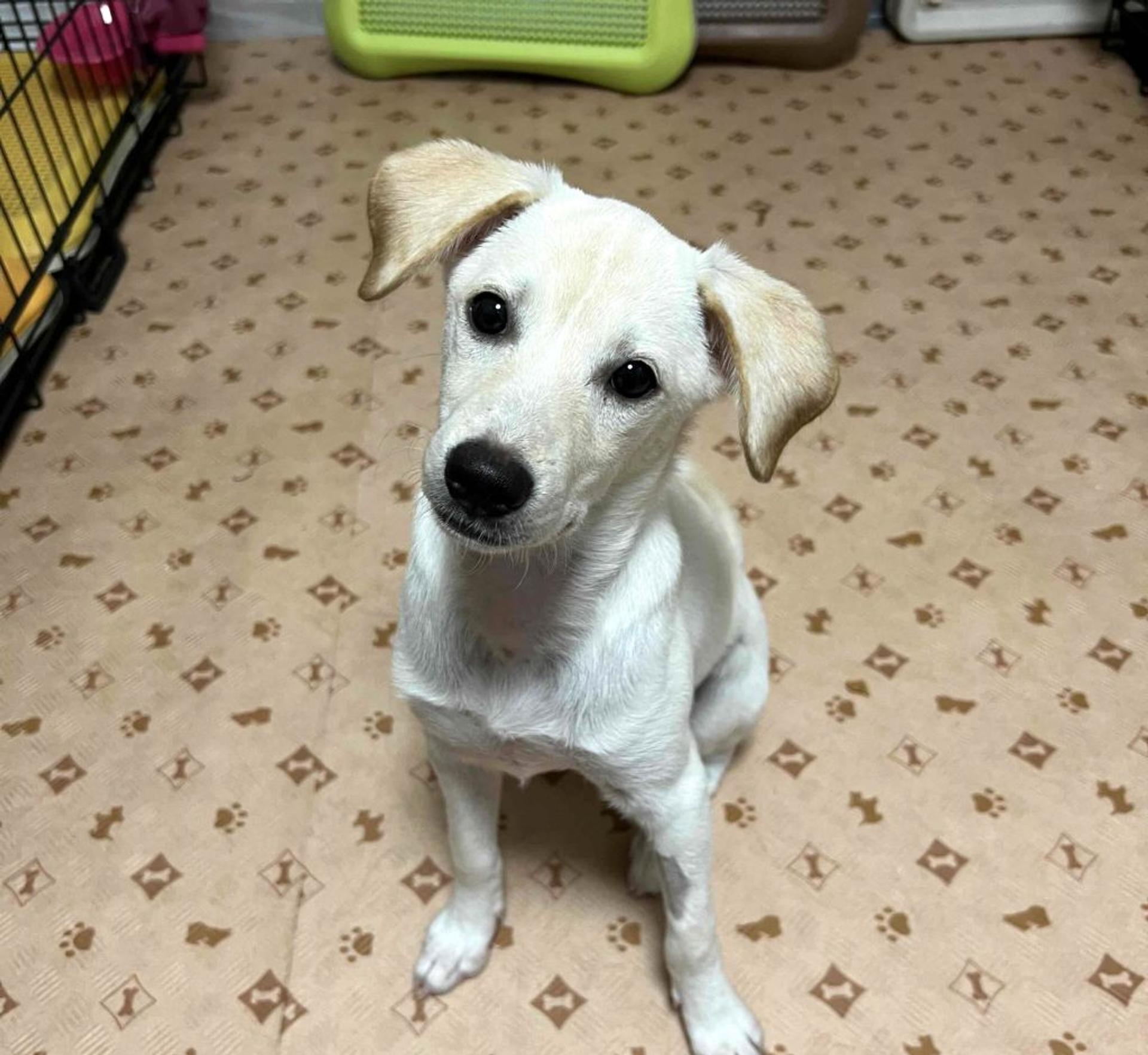 pet-image-6