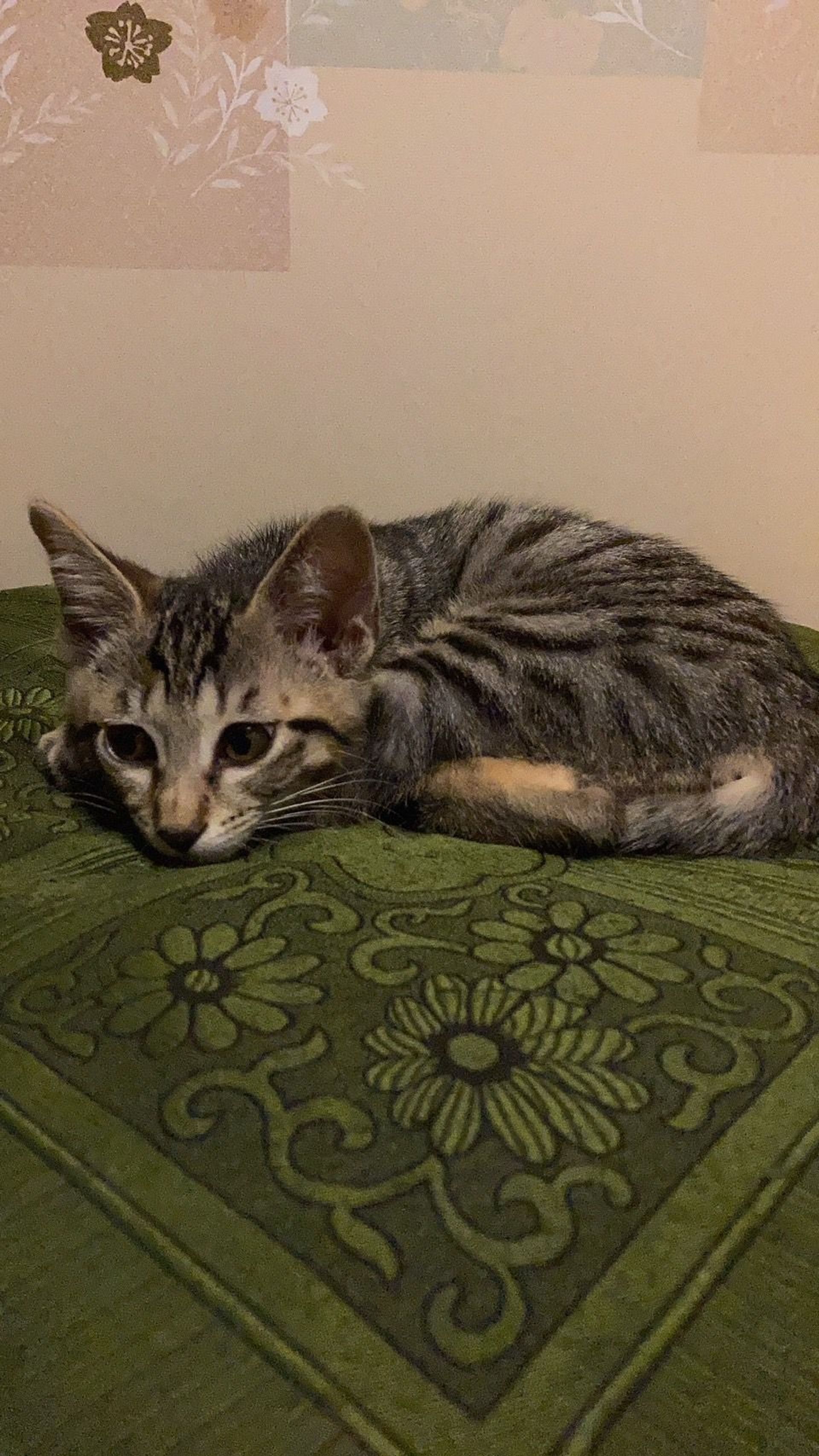 雑種（ミックス猫）・メスの里親募集の写真