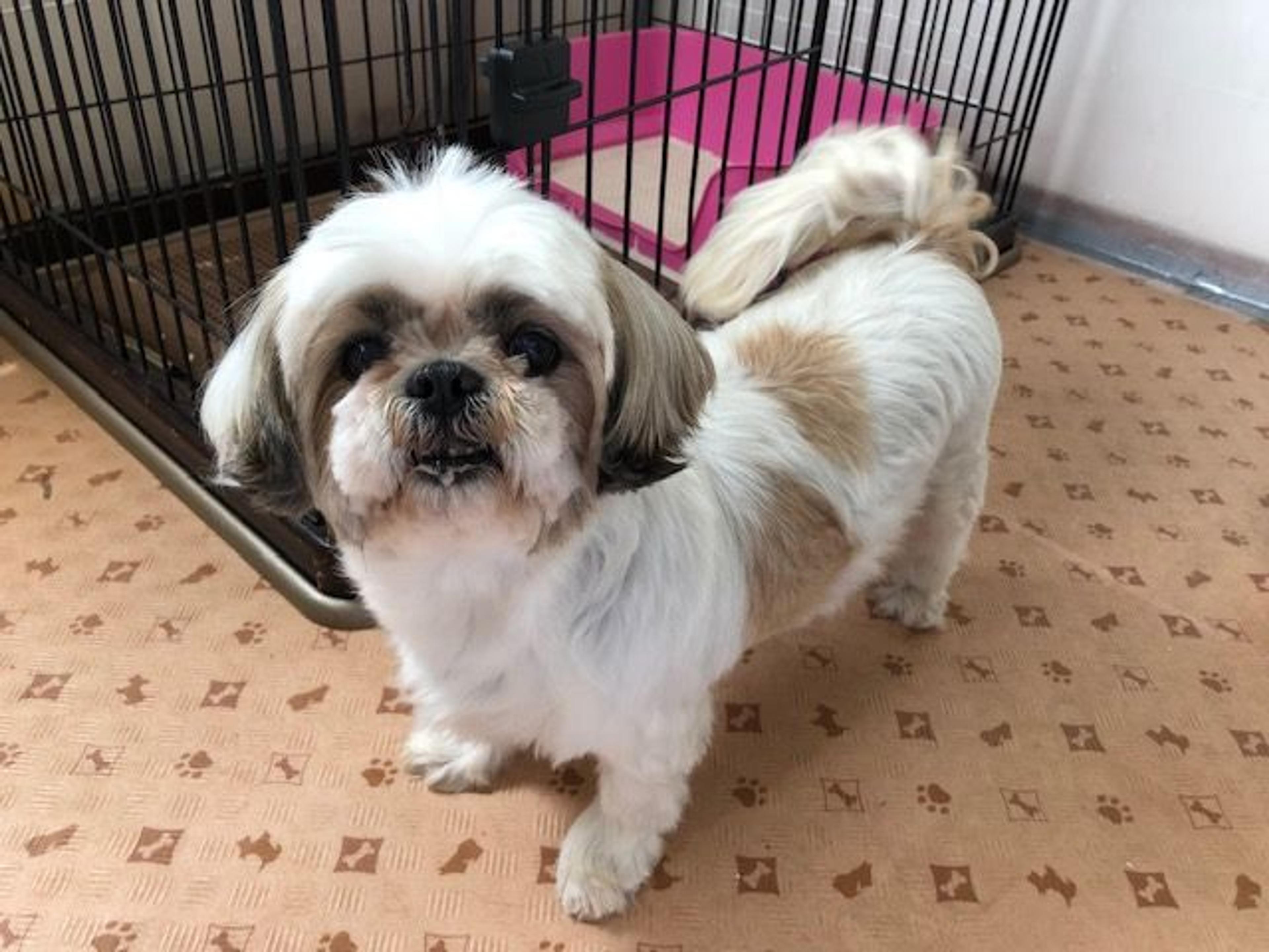 pet-image-2
