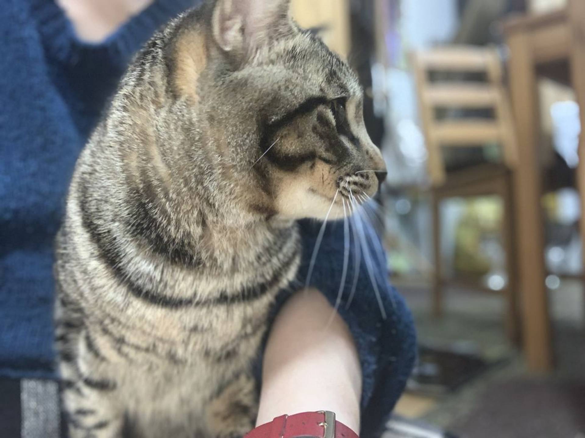雑種（ミックス猫）・オスの里親募集の写真