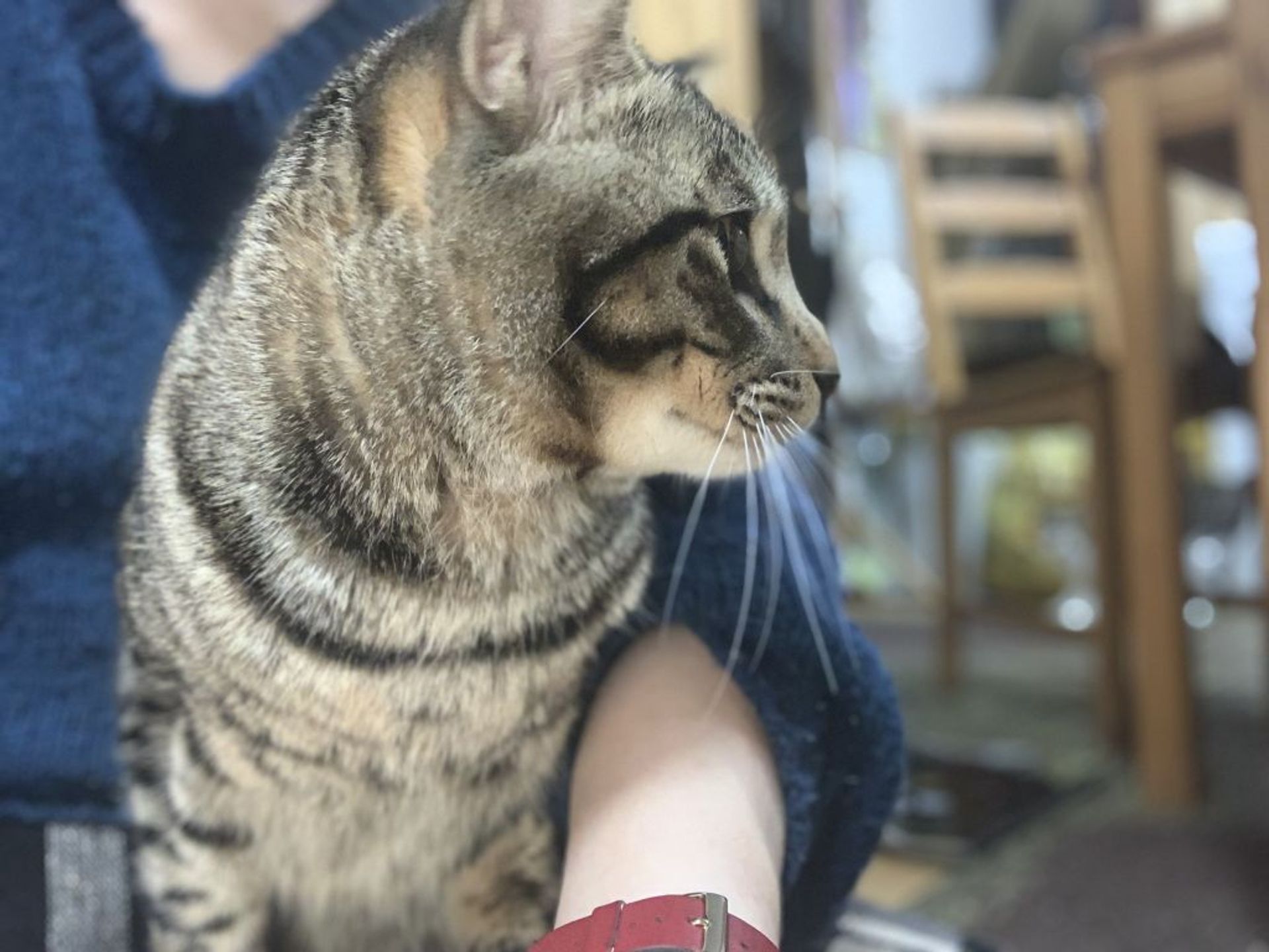 雑種（ミックス猫）・オスの里親募集の写真