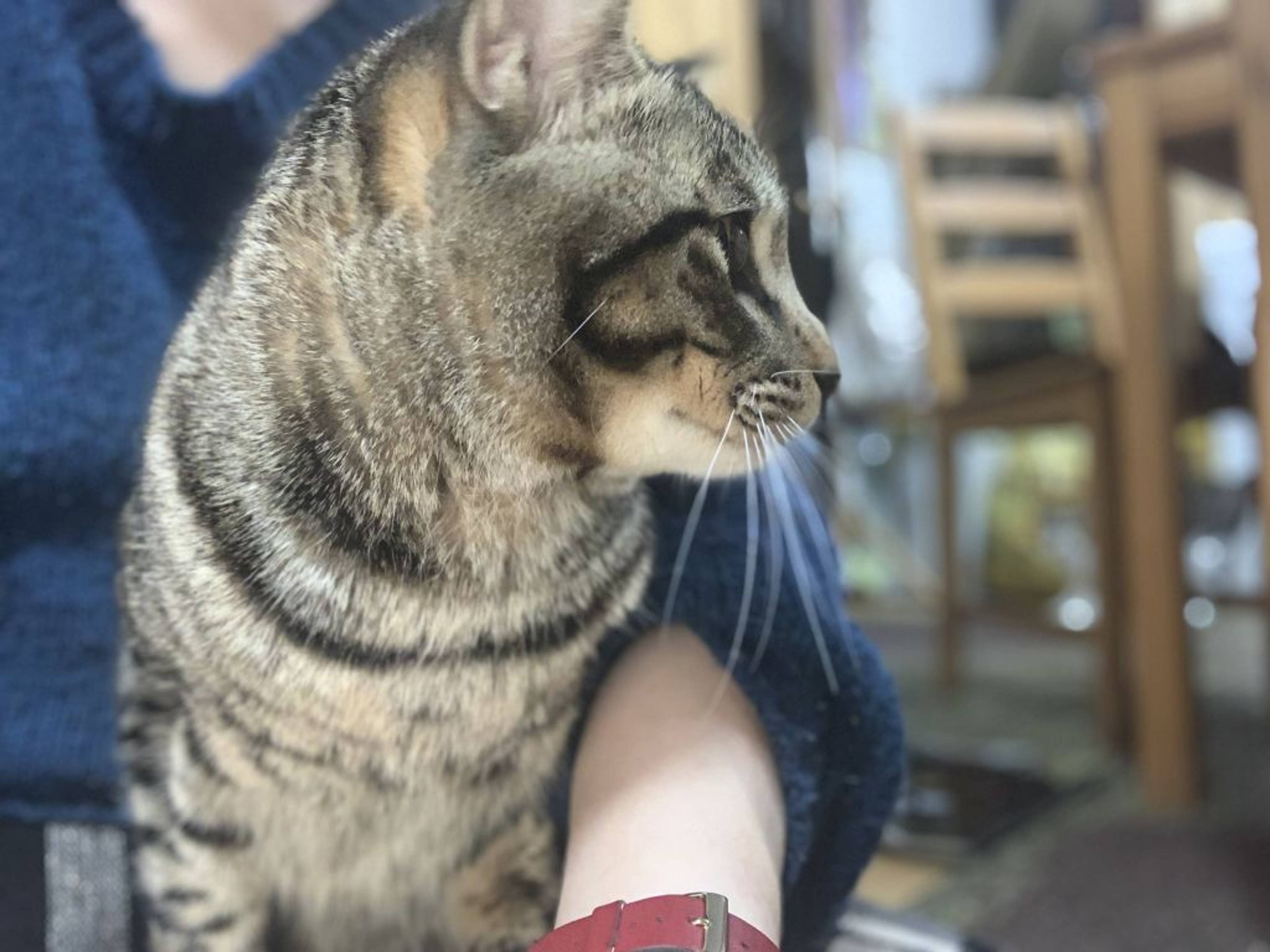 雑種（ミックス猫）・オスの里親募集の写真