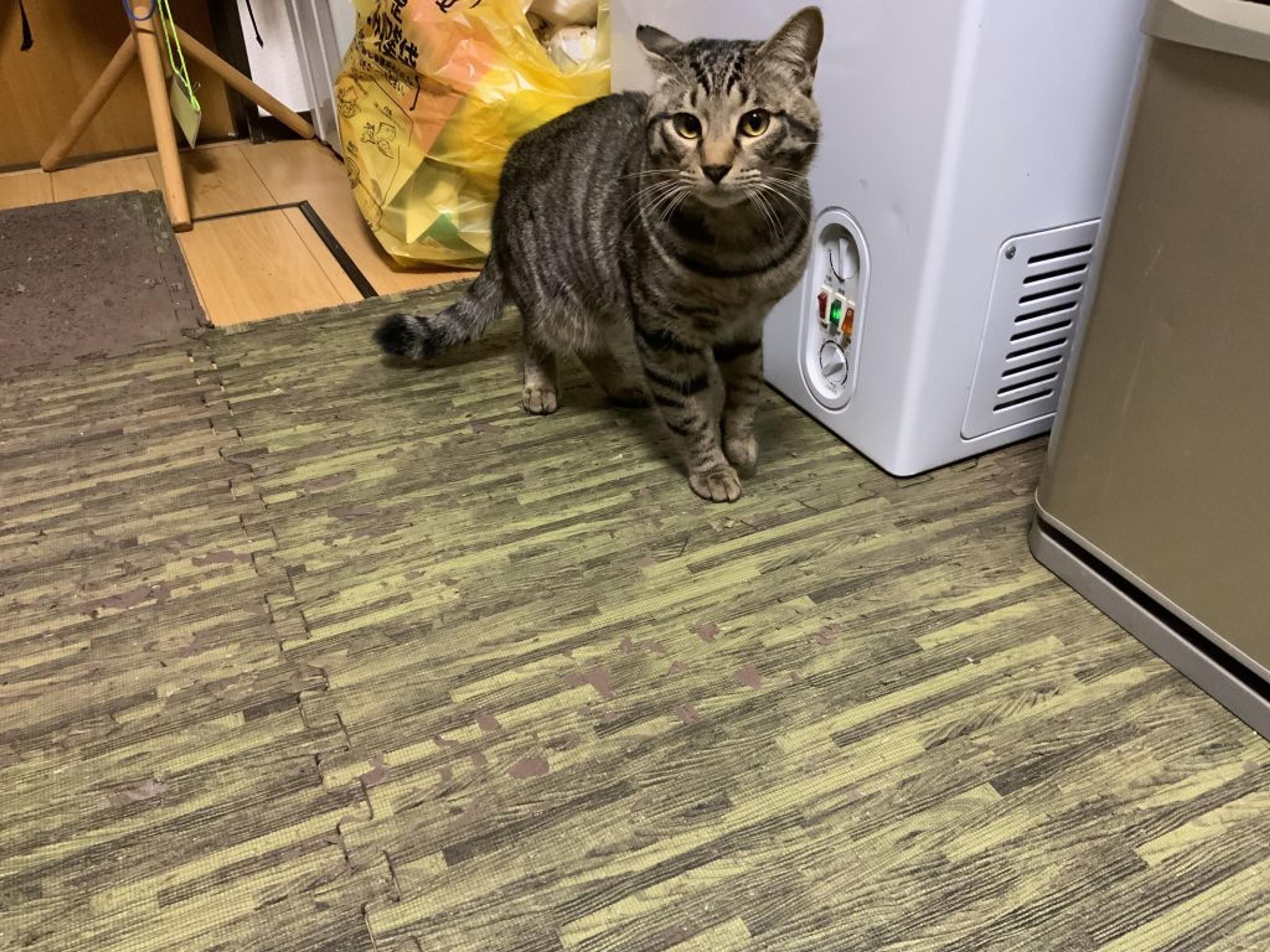 pet-image-2