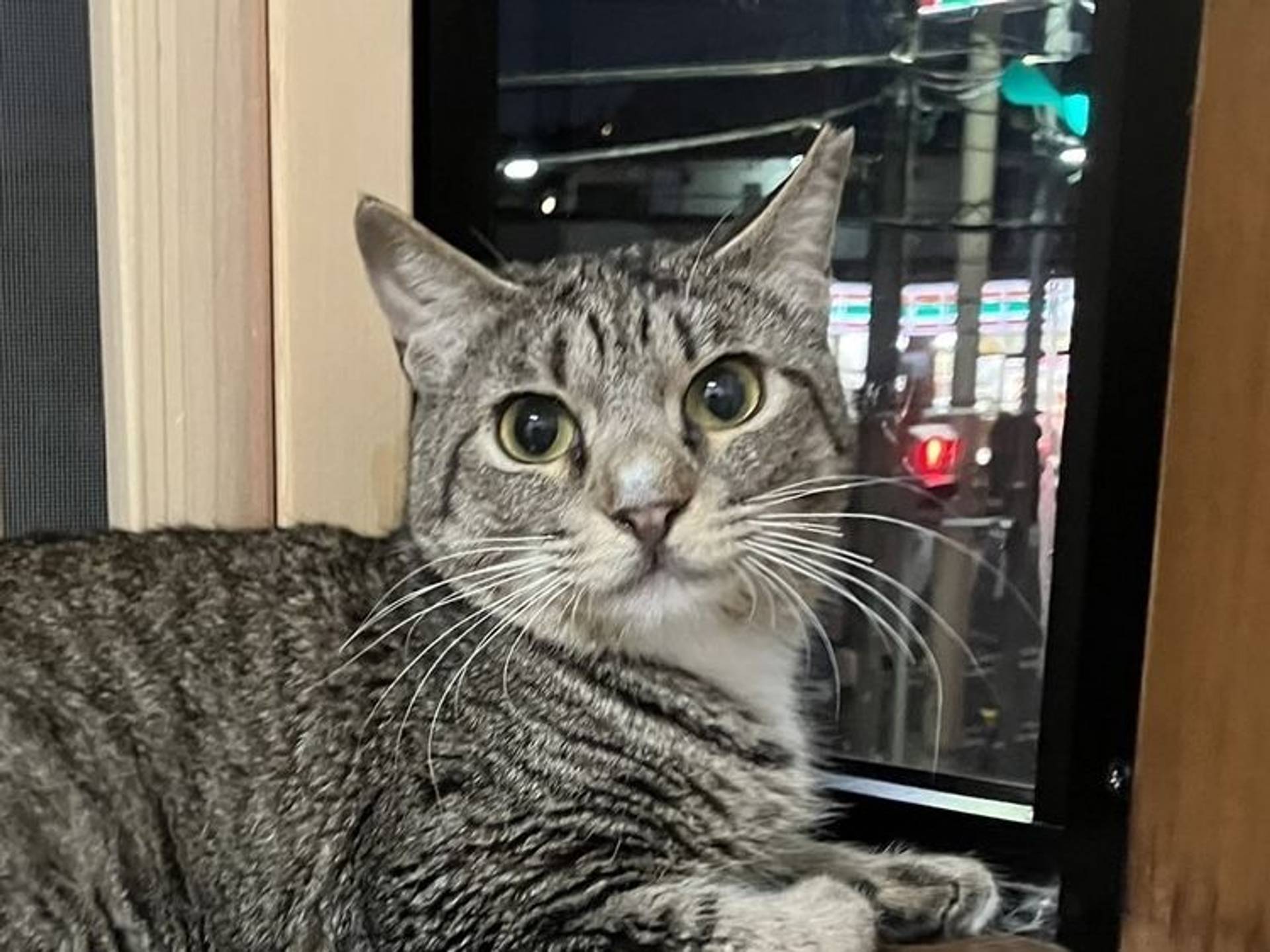 雑種（ミックス猫）・メスの里親募集の写真