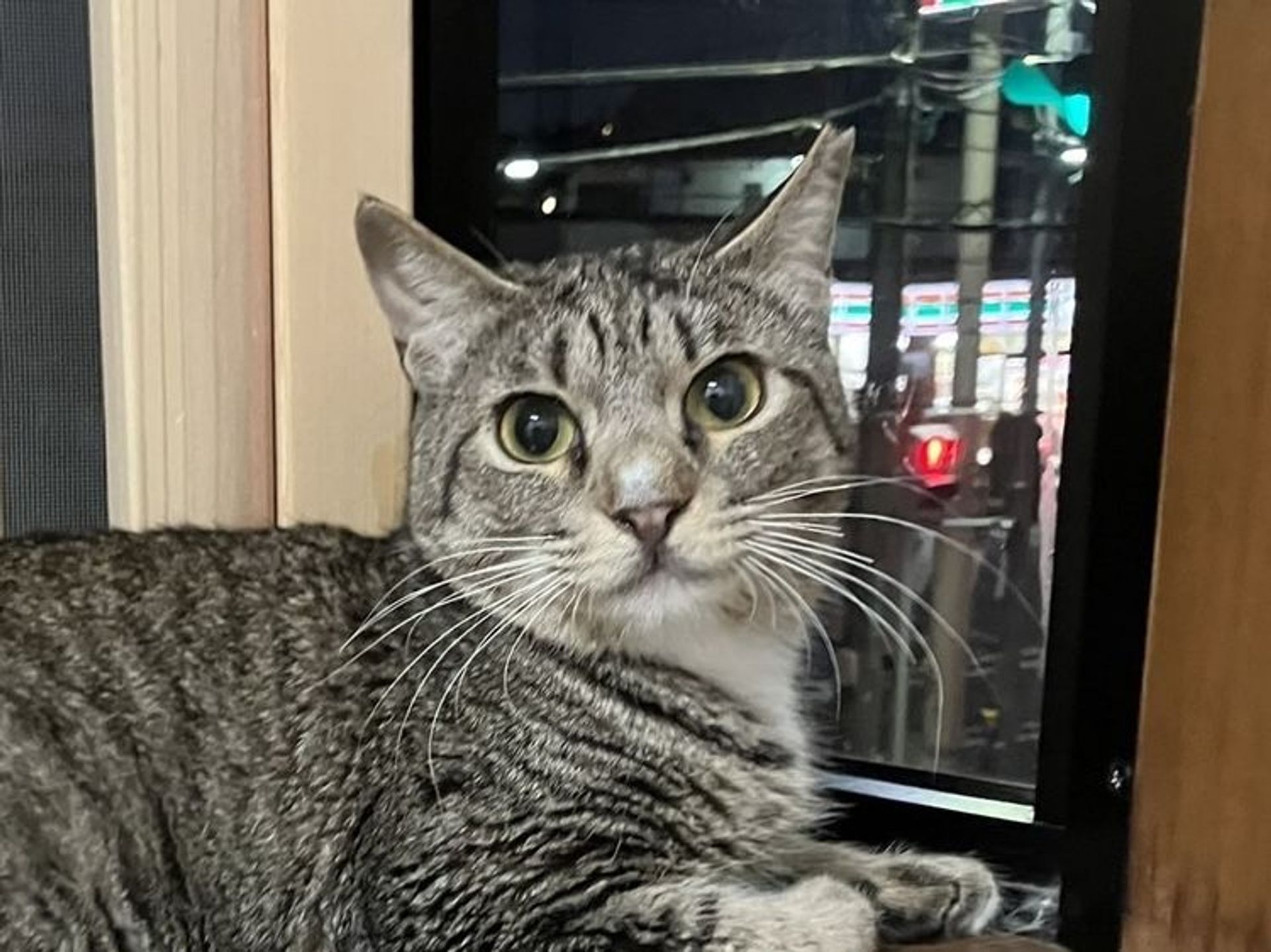 雑種（ミックス猫）・メスの里親募集の写真
