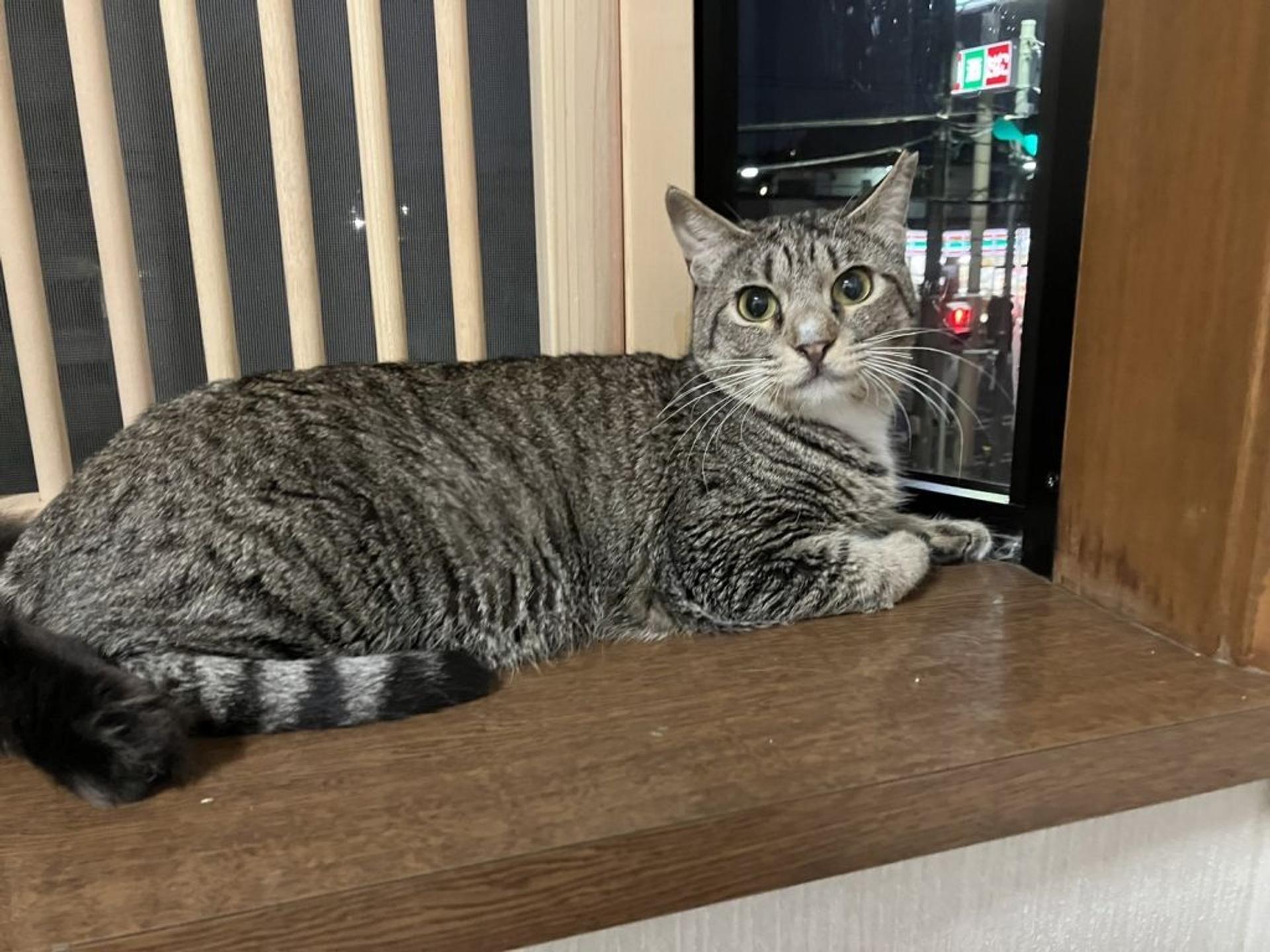 pet-image-2