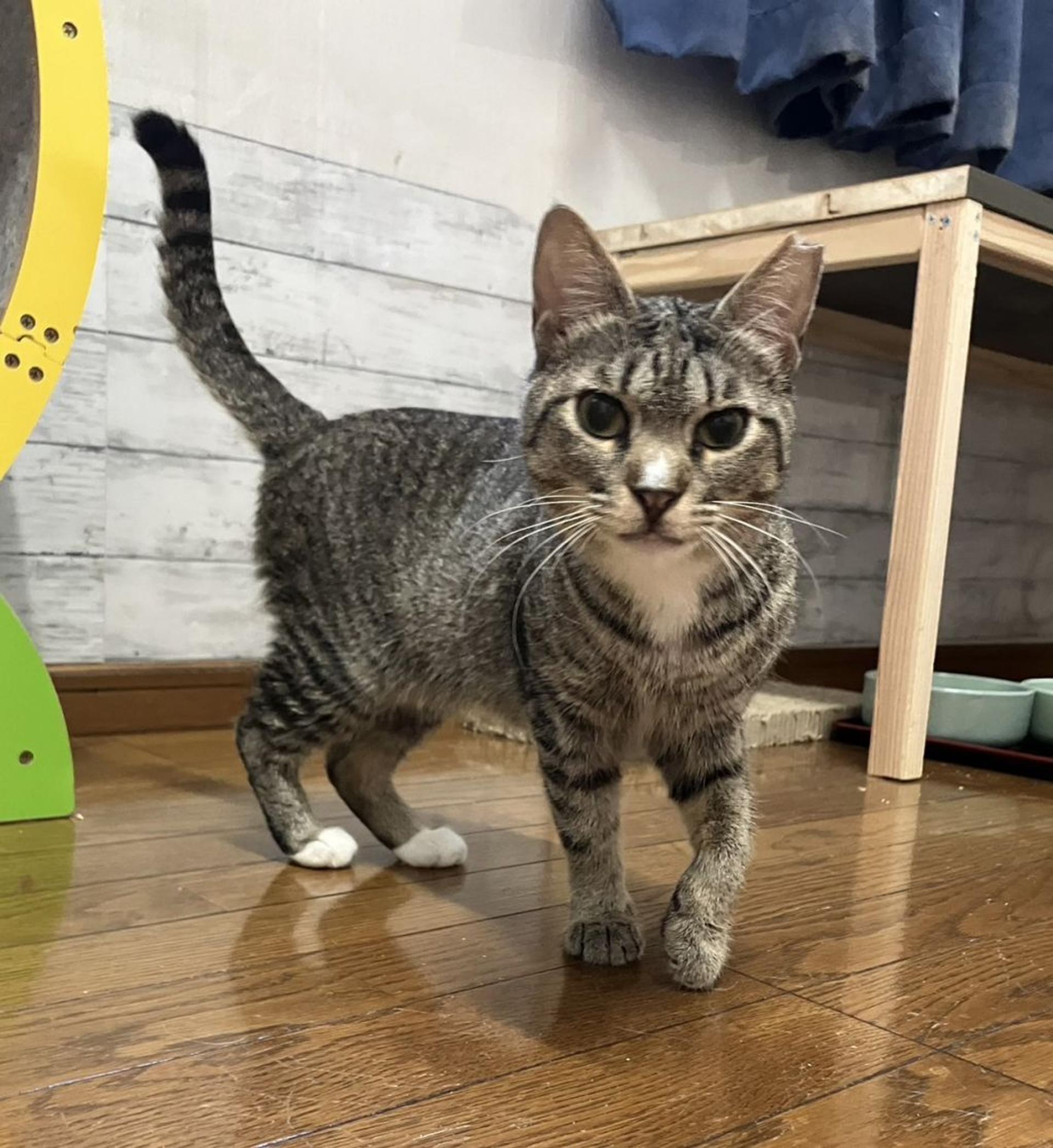 pet-image-3