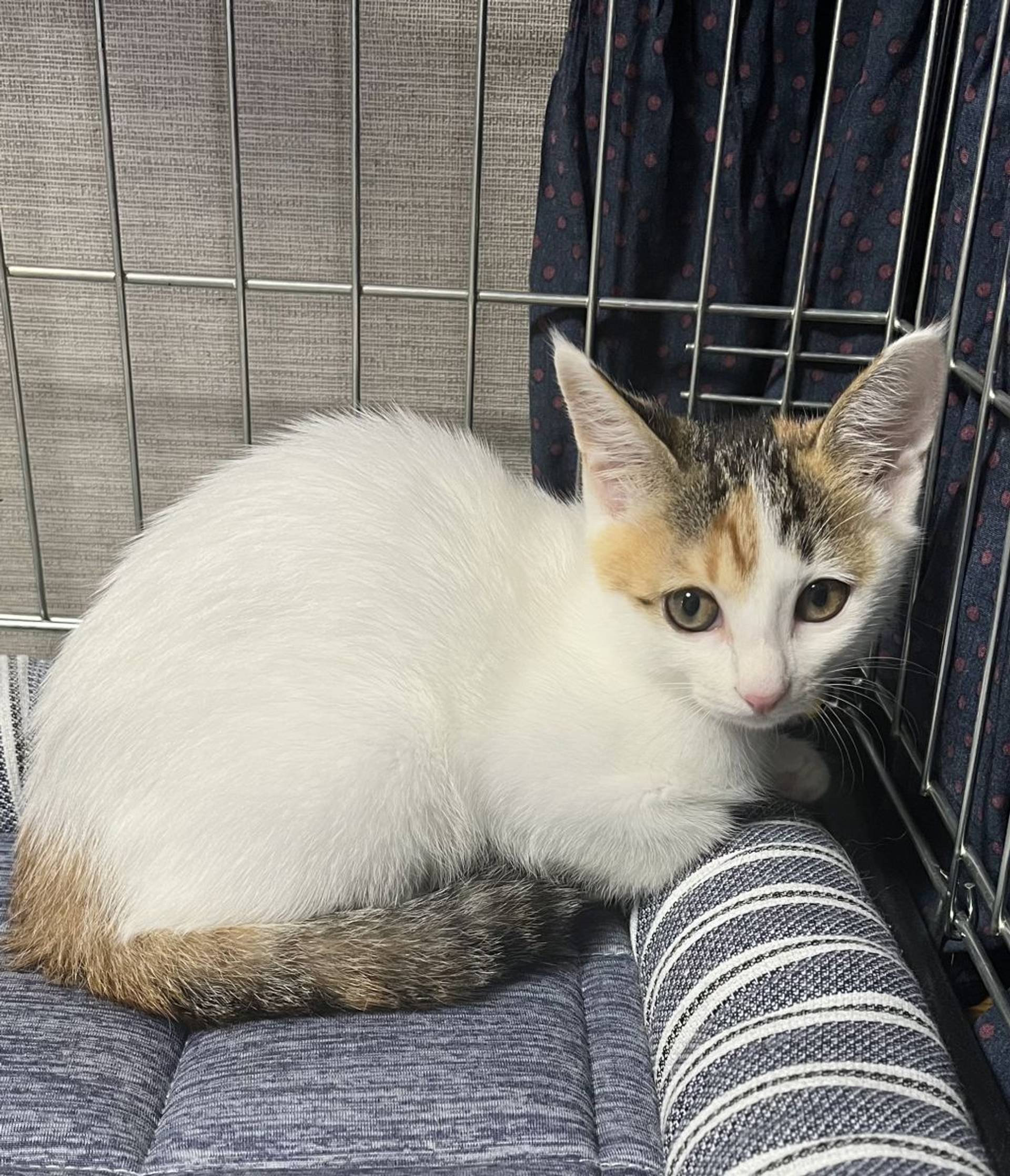 雑種（ミックス猫）・メスの里親募集の写真