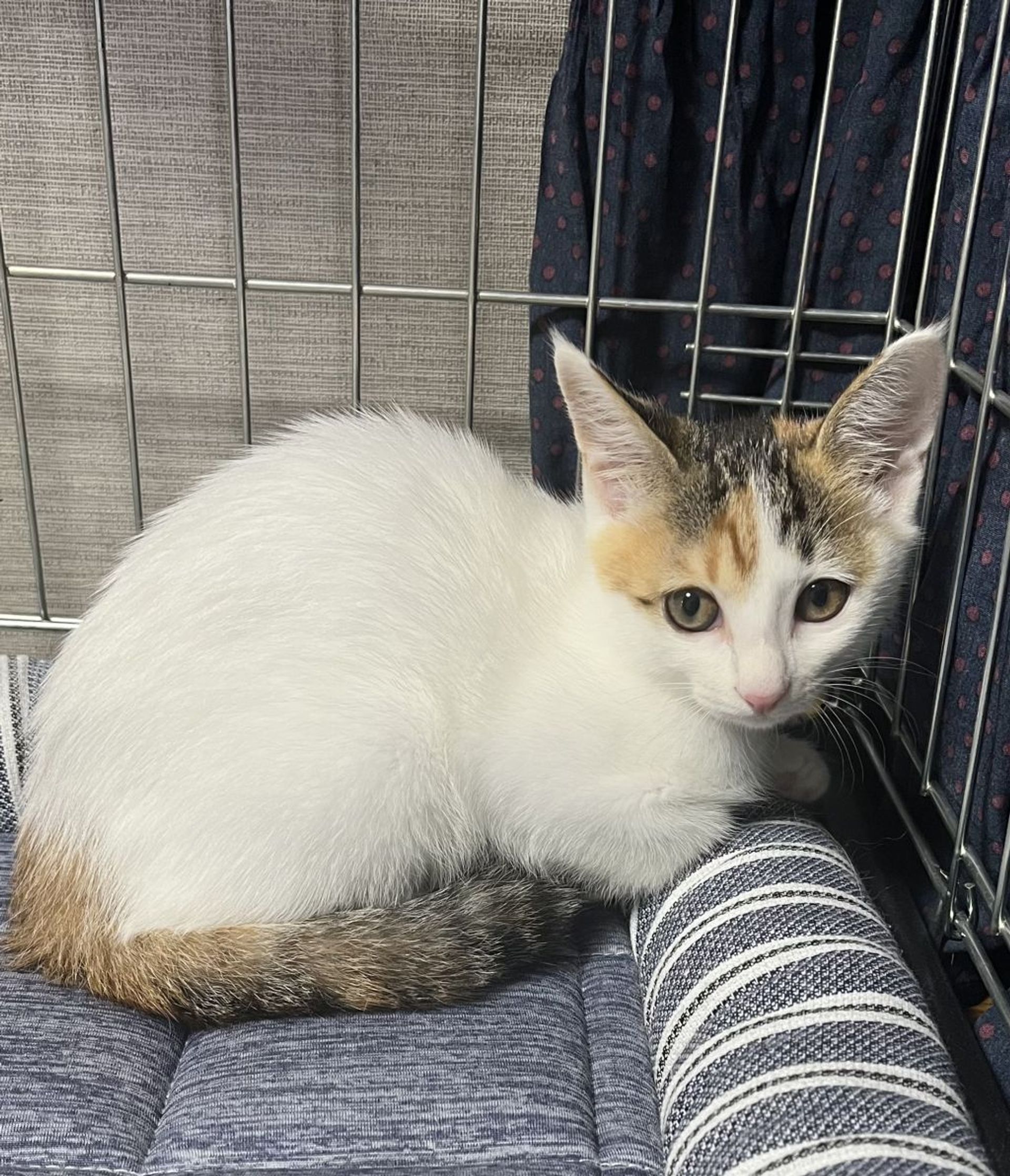雑種（ミックス猫）・メスの里親募集の写真