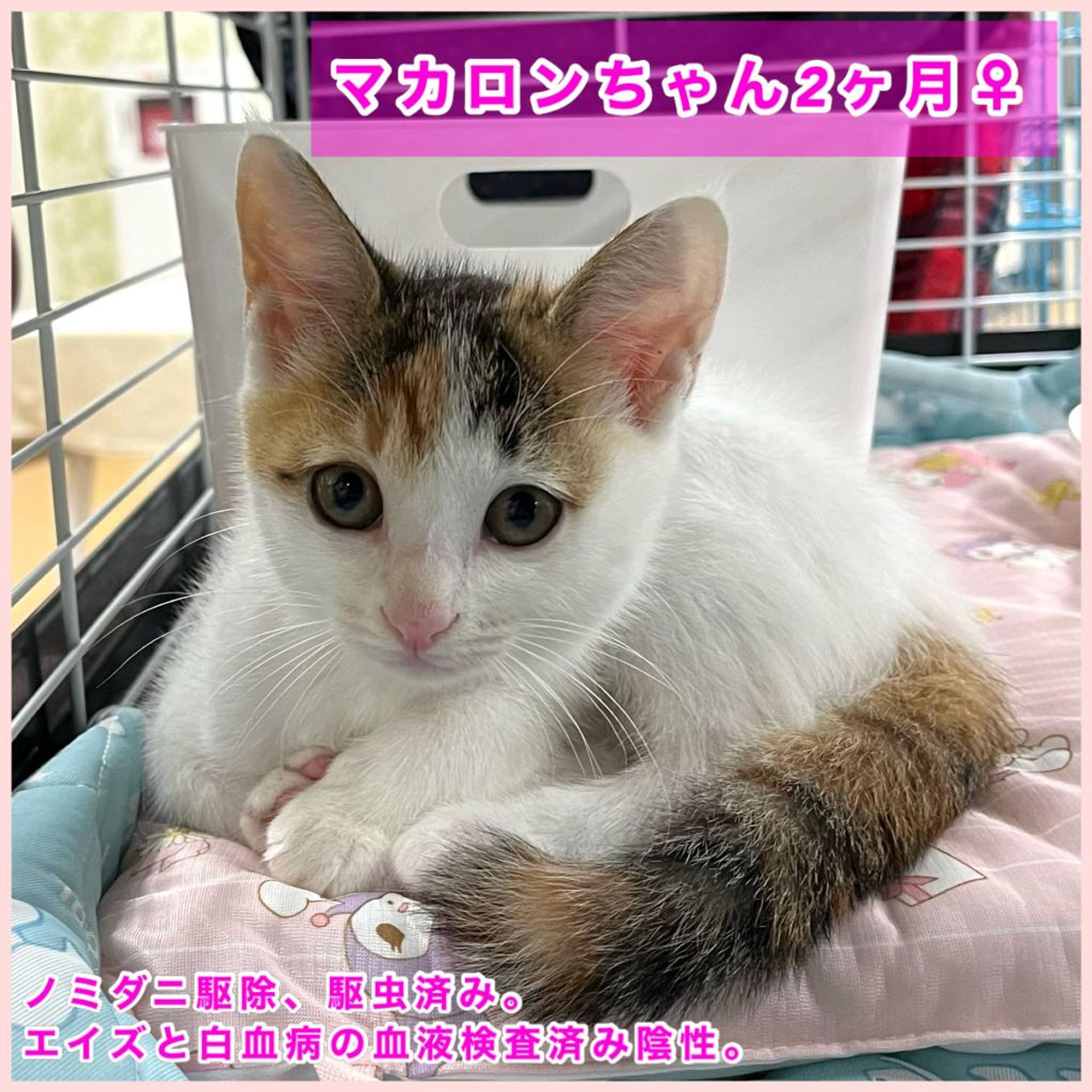 pet-image-2