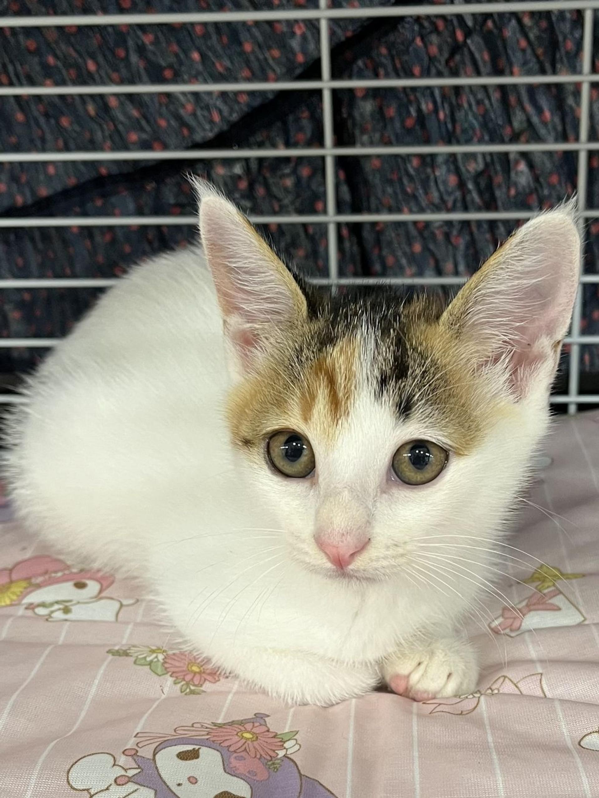 pet-image-3