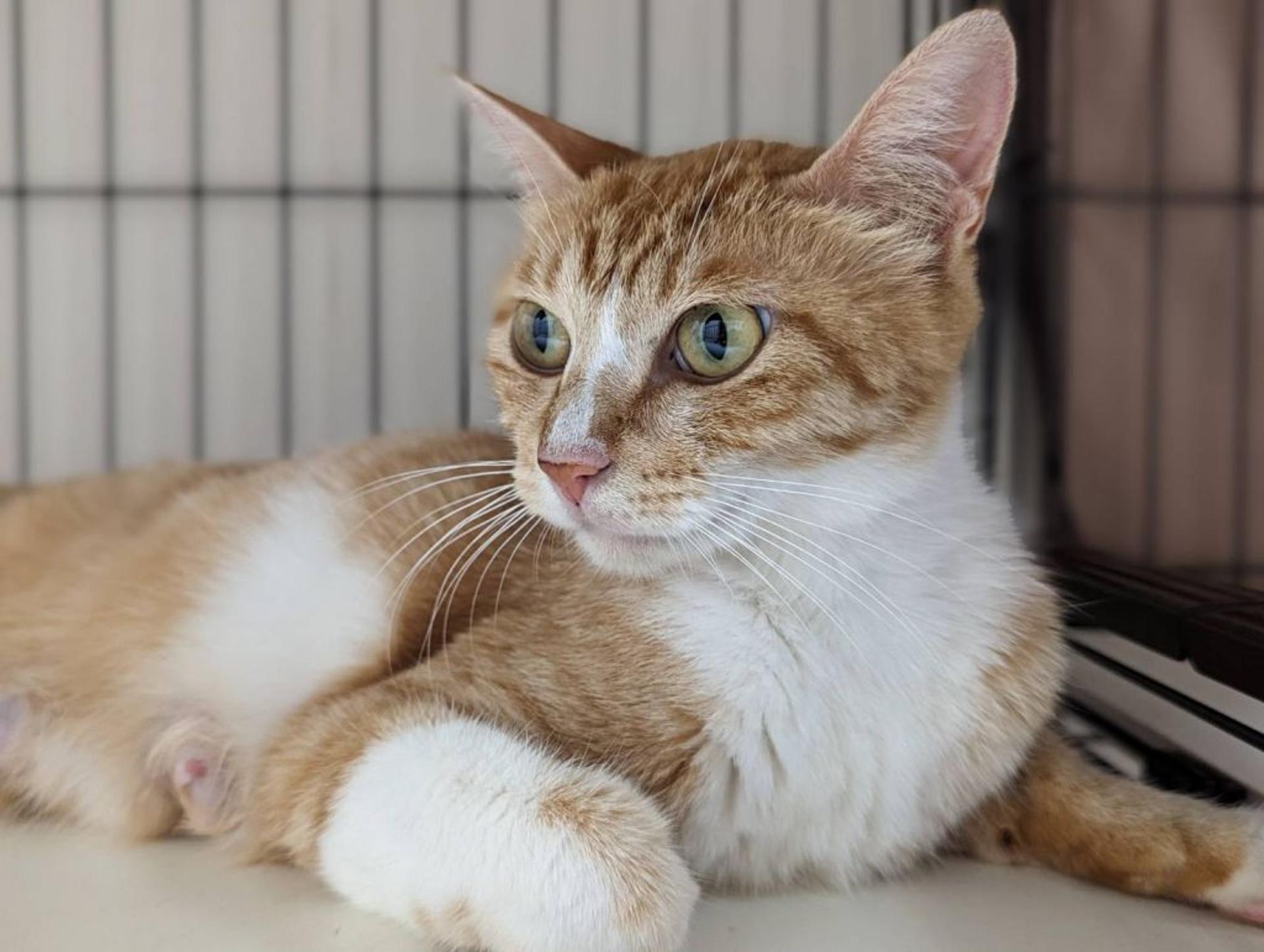 pet-image-2