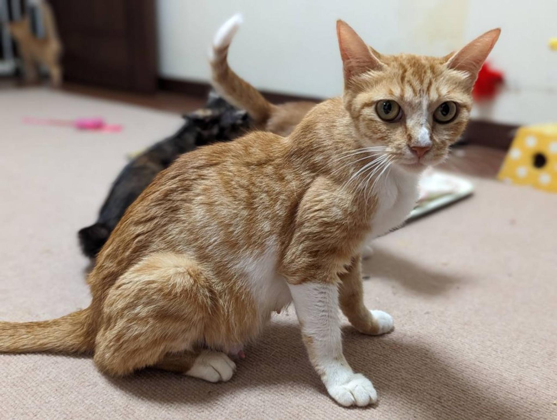 pet-image-3