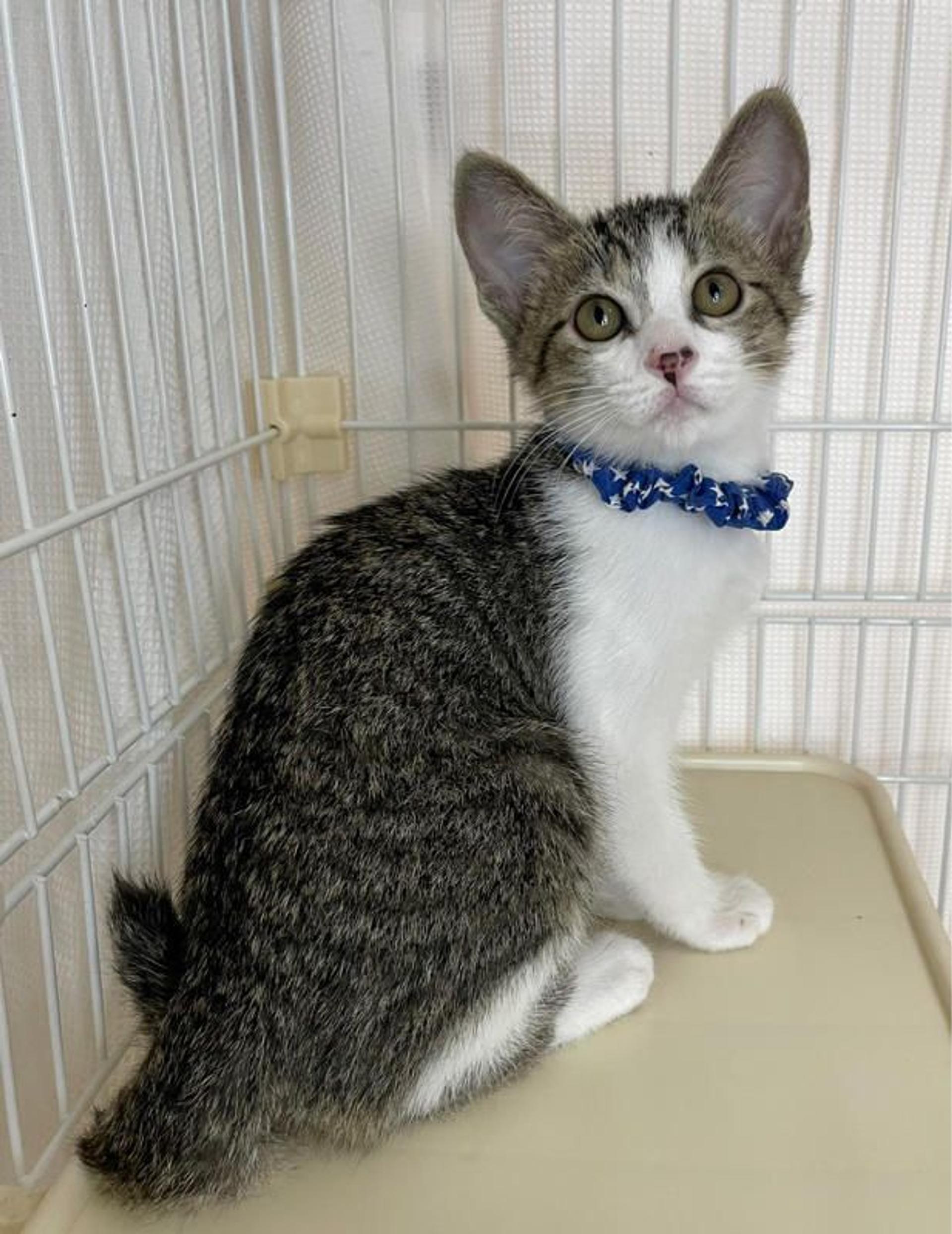 pet-image-3