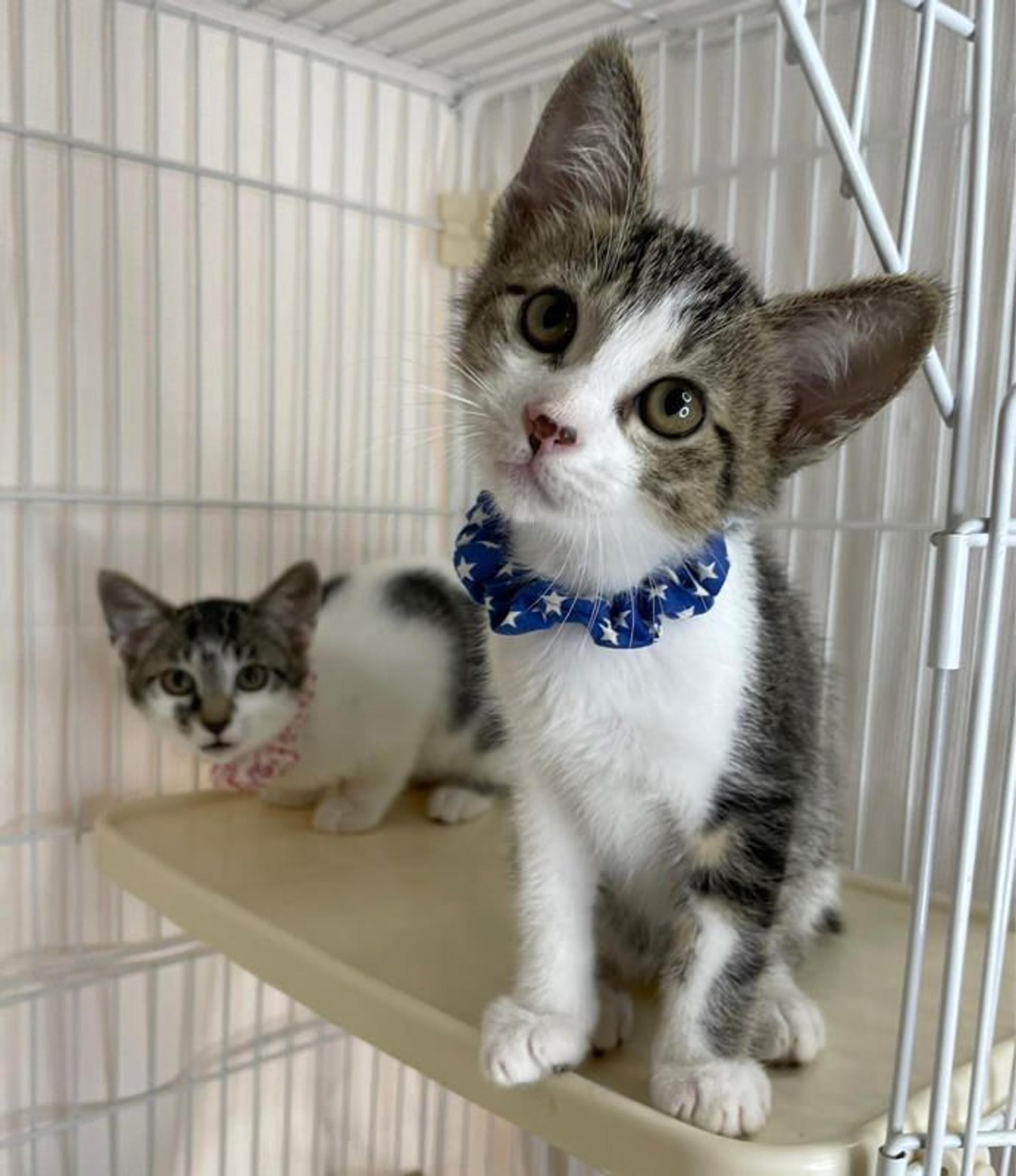 pet-image-4