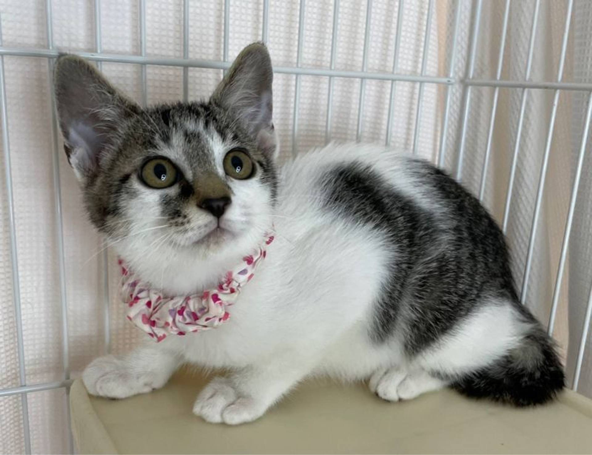 雑種（ミックス猫）・メスの里親募集の写真