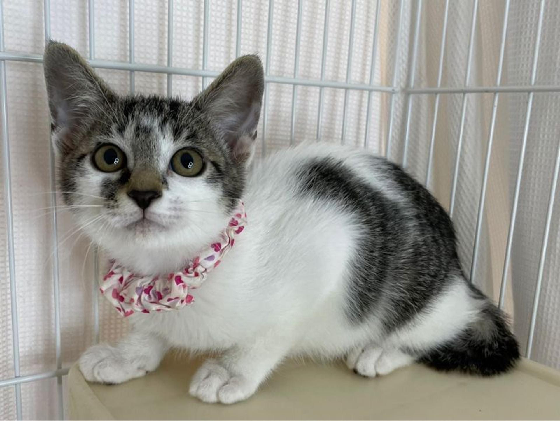 pet-image-2