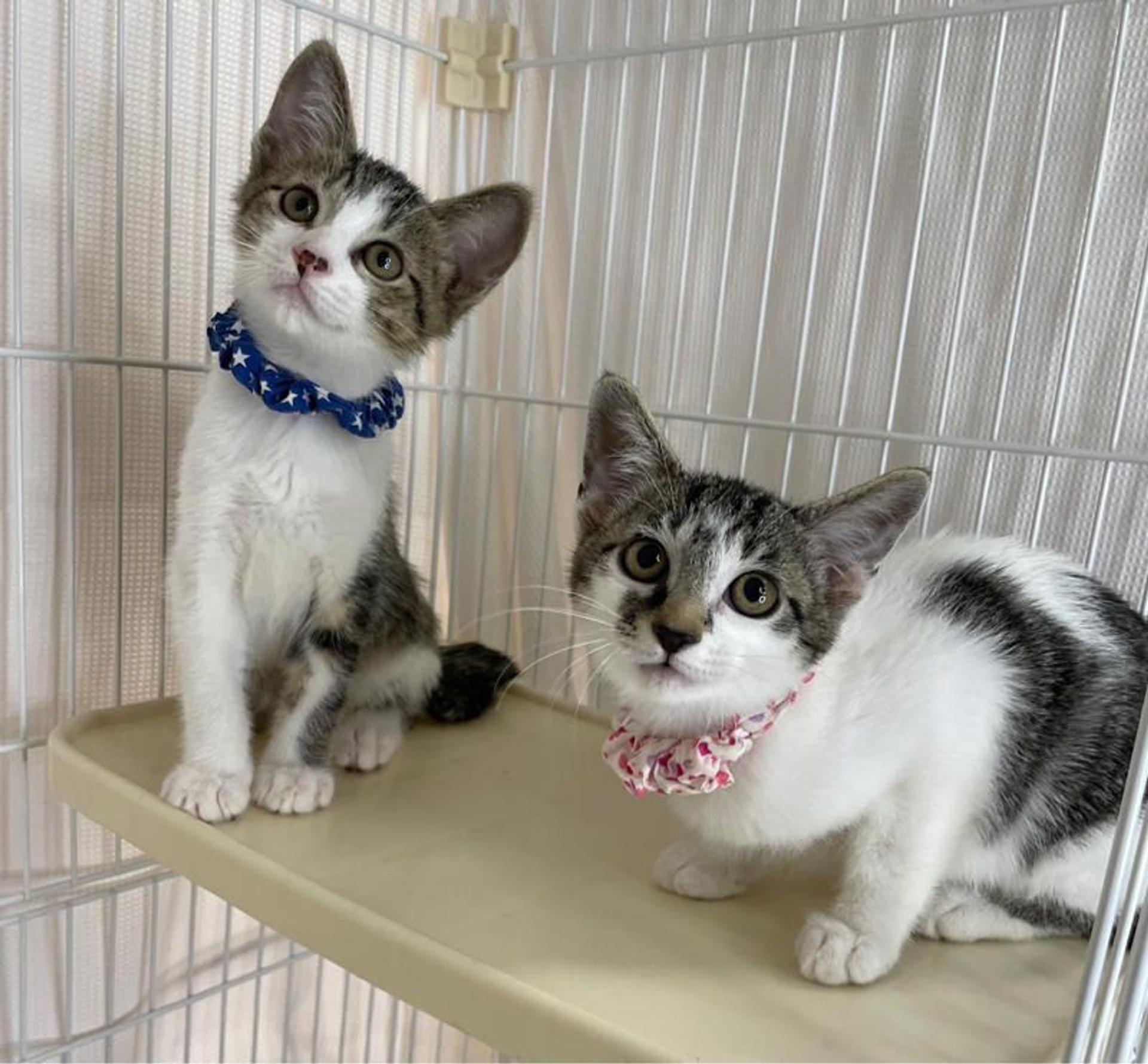 pet-image-4