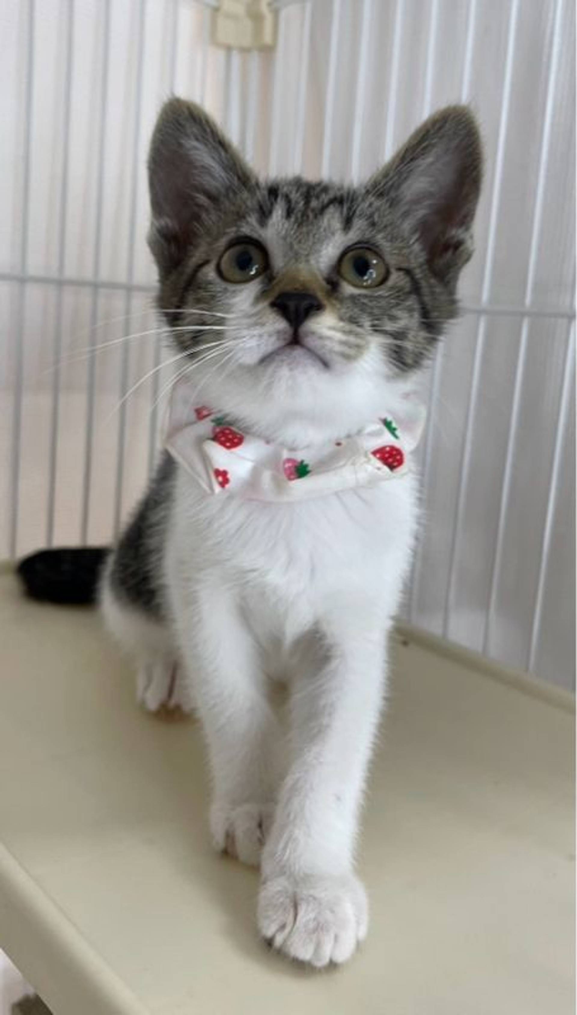 雑種（ミックス猫）・メスの里親募集の写真