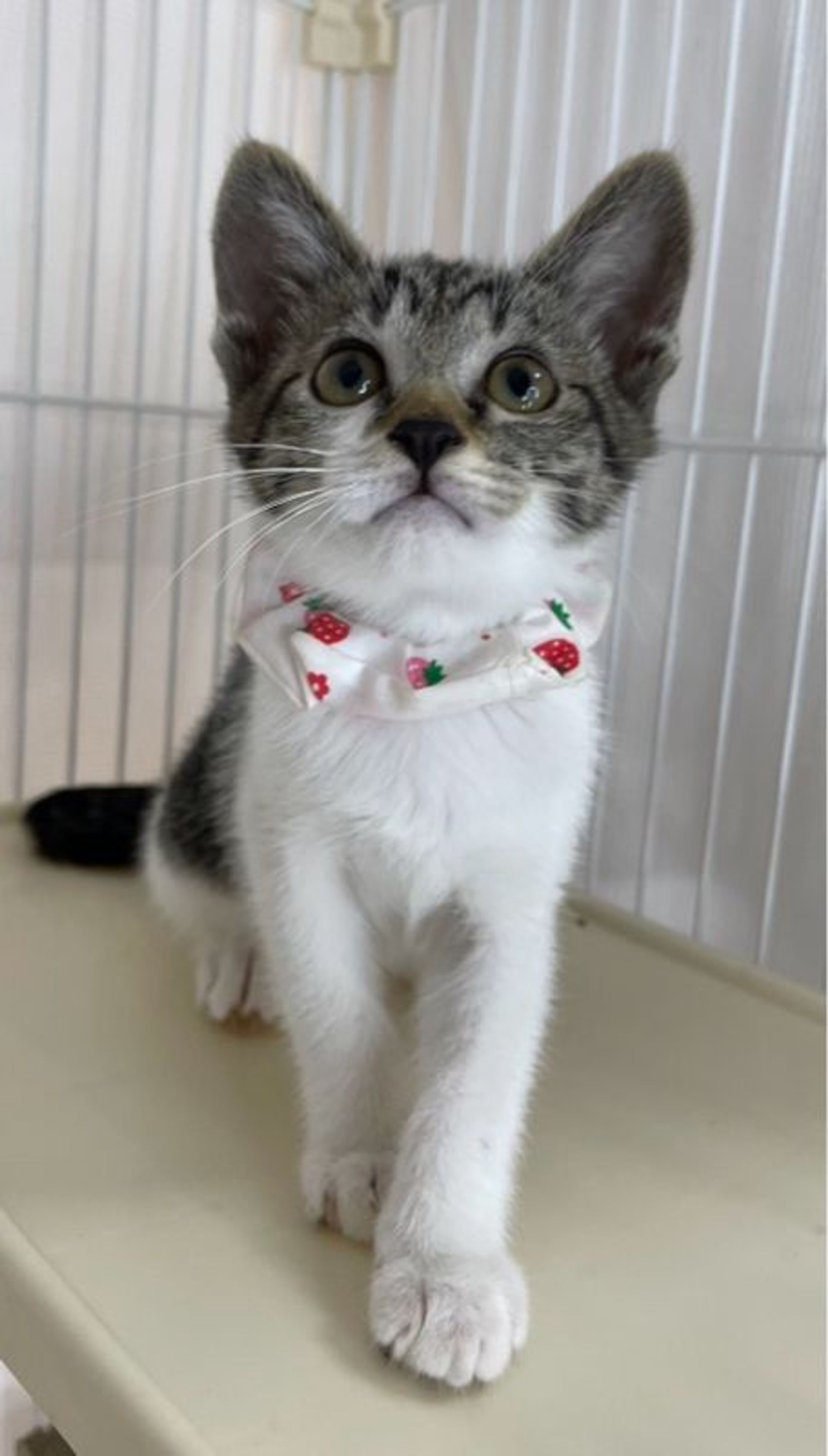 雑種（ミックス猫）・メスの里親募集の写真