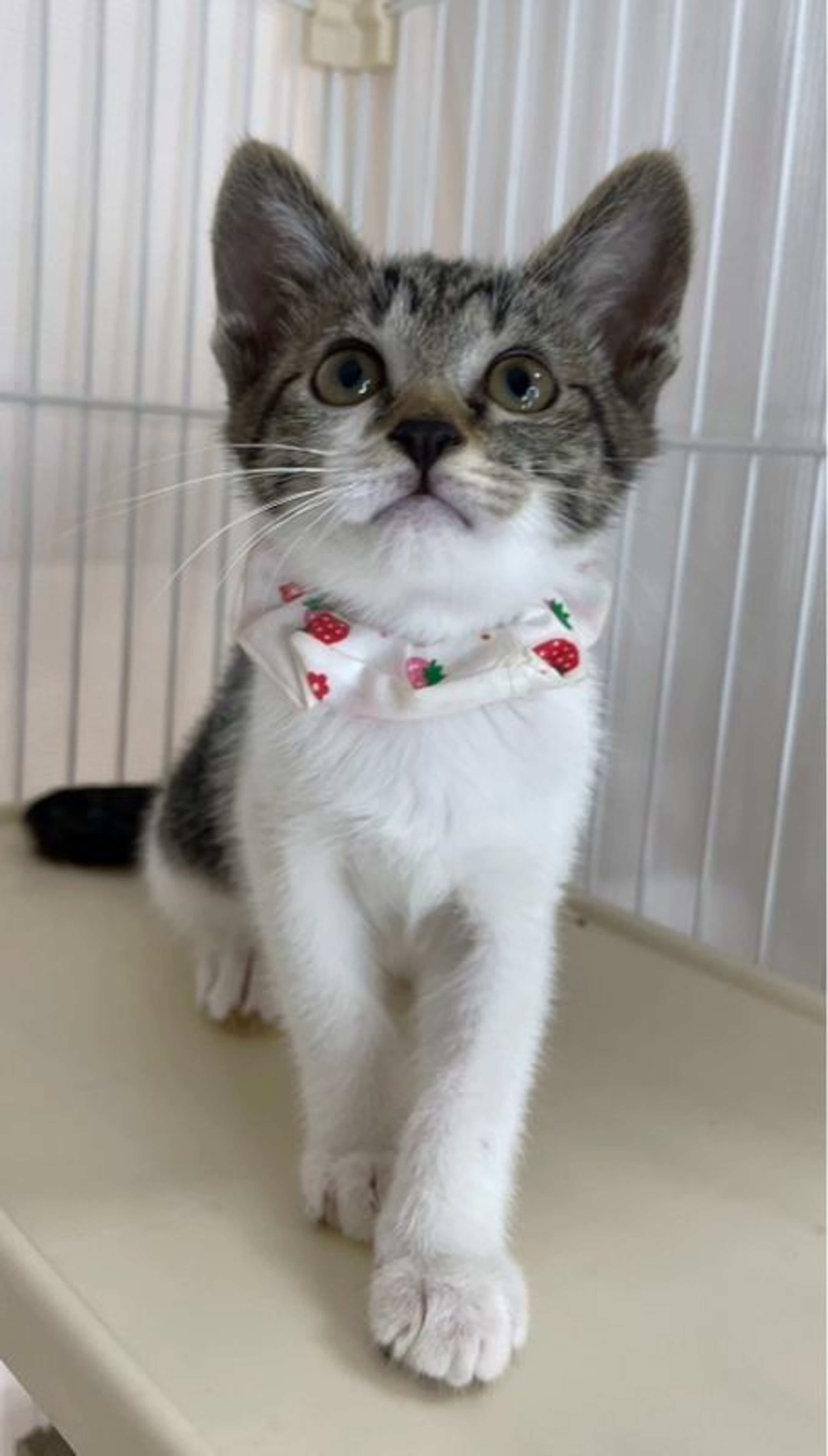 雑種（ミックス猫）・メスの里親募集の写真
