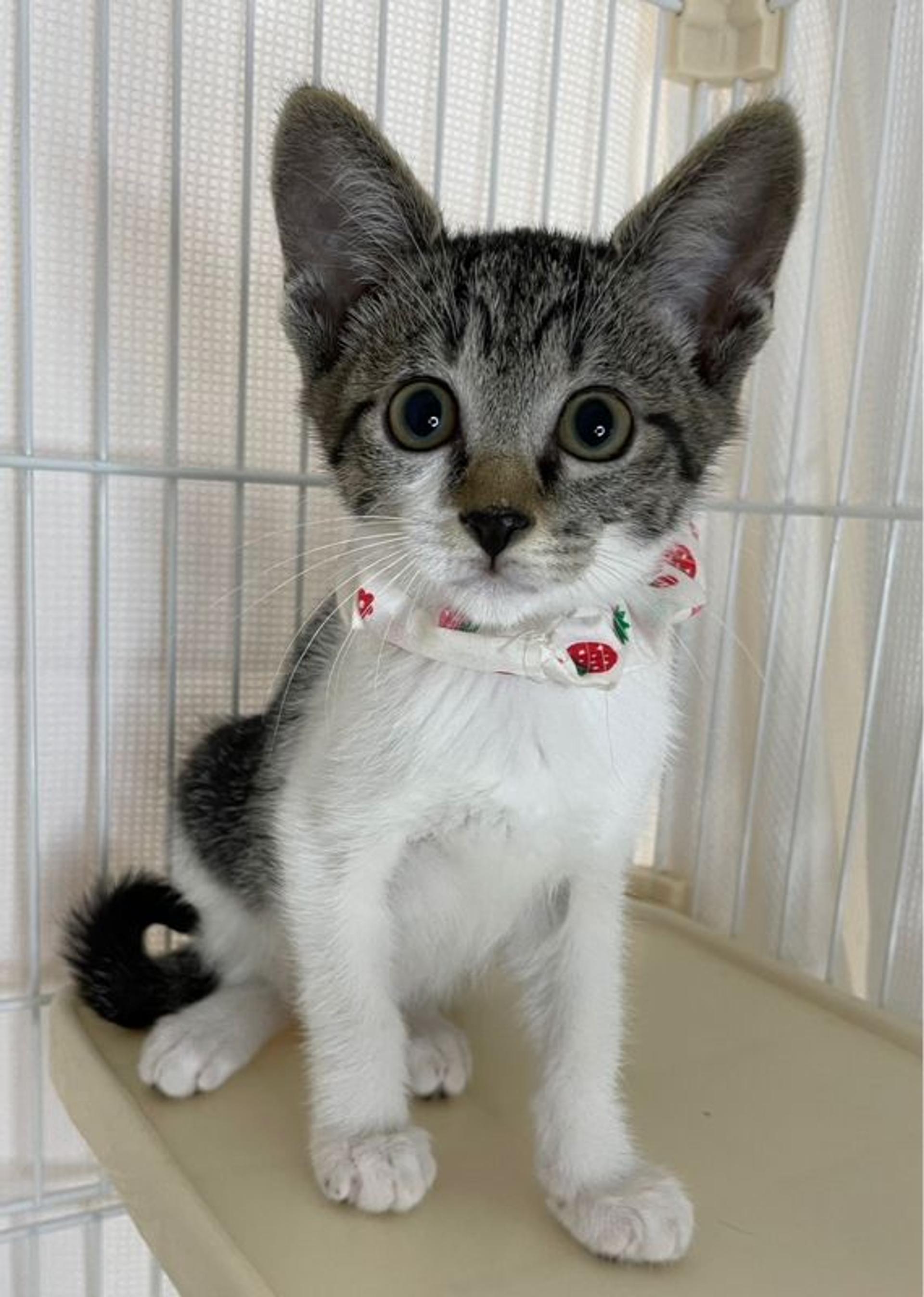 pet-image-3