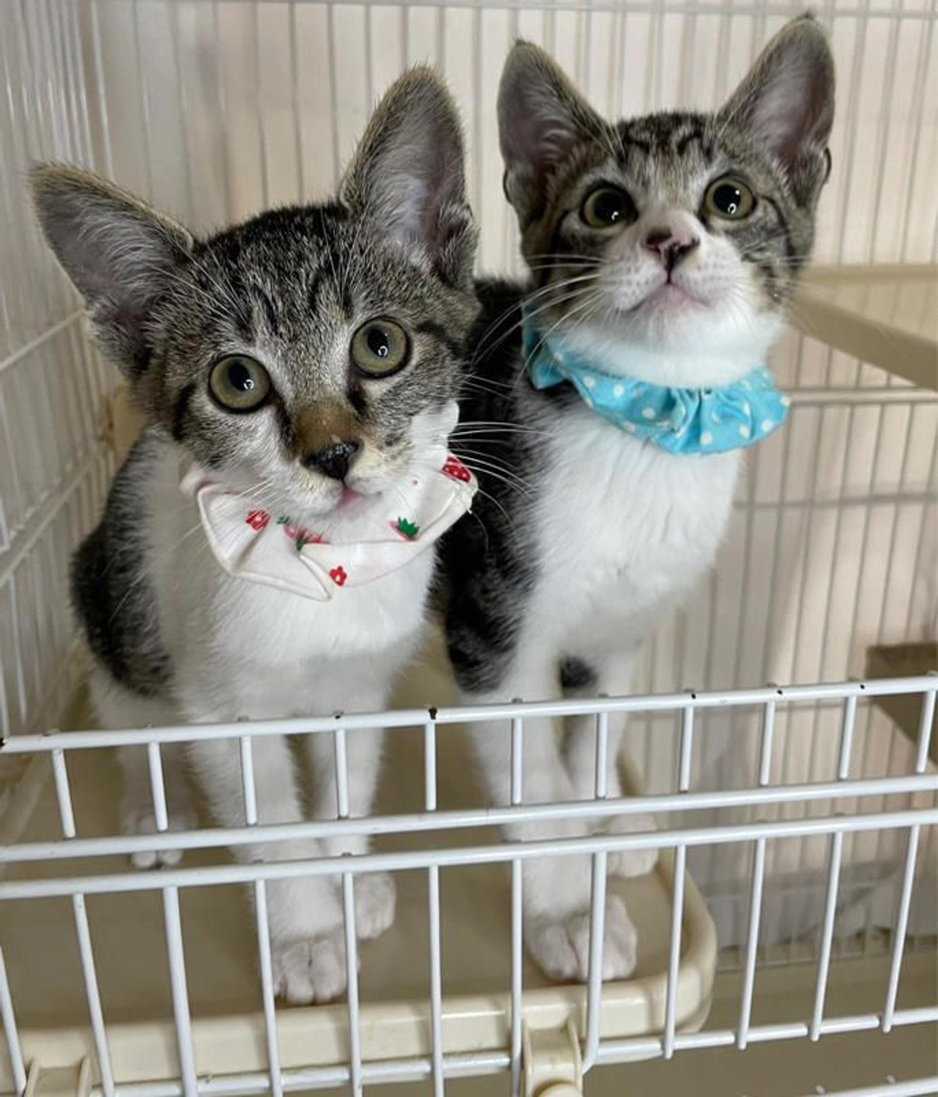 pet-image-4