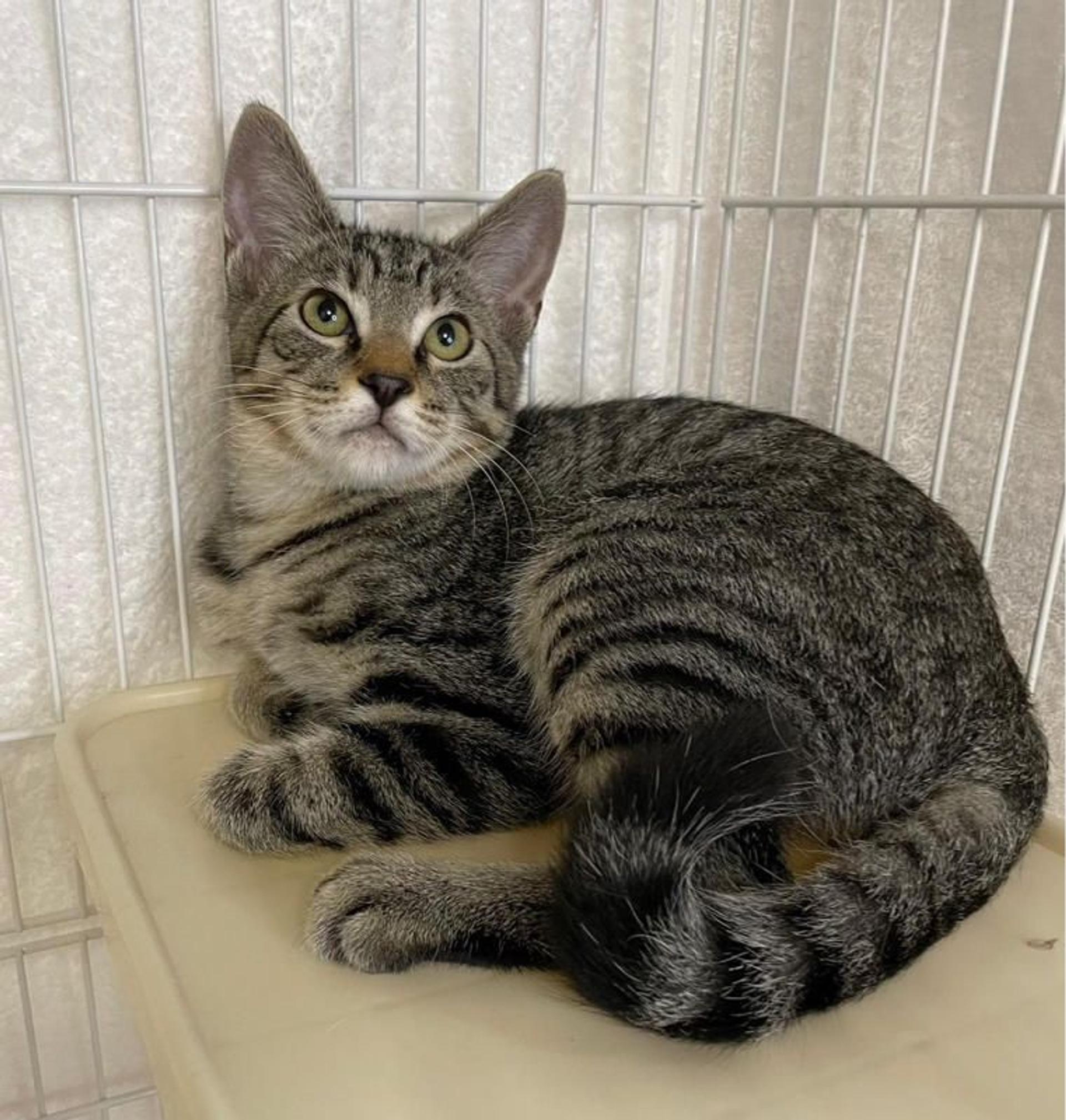 pet-image-2