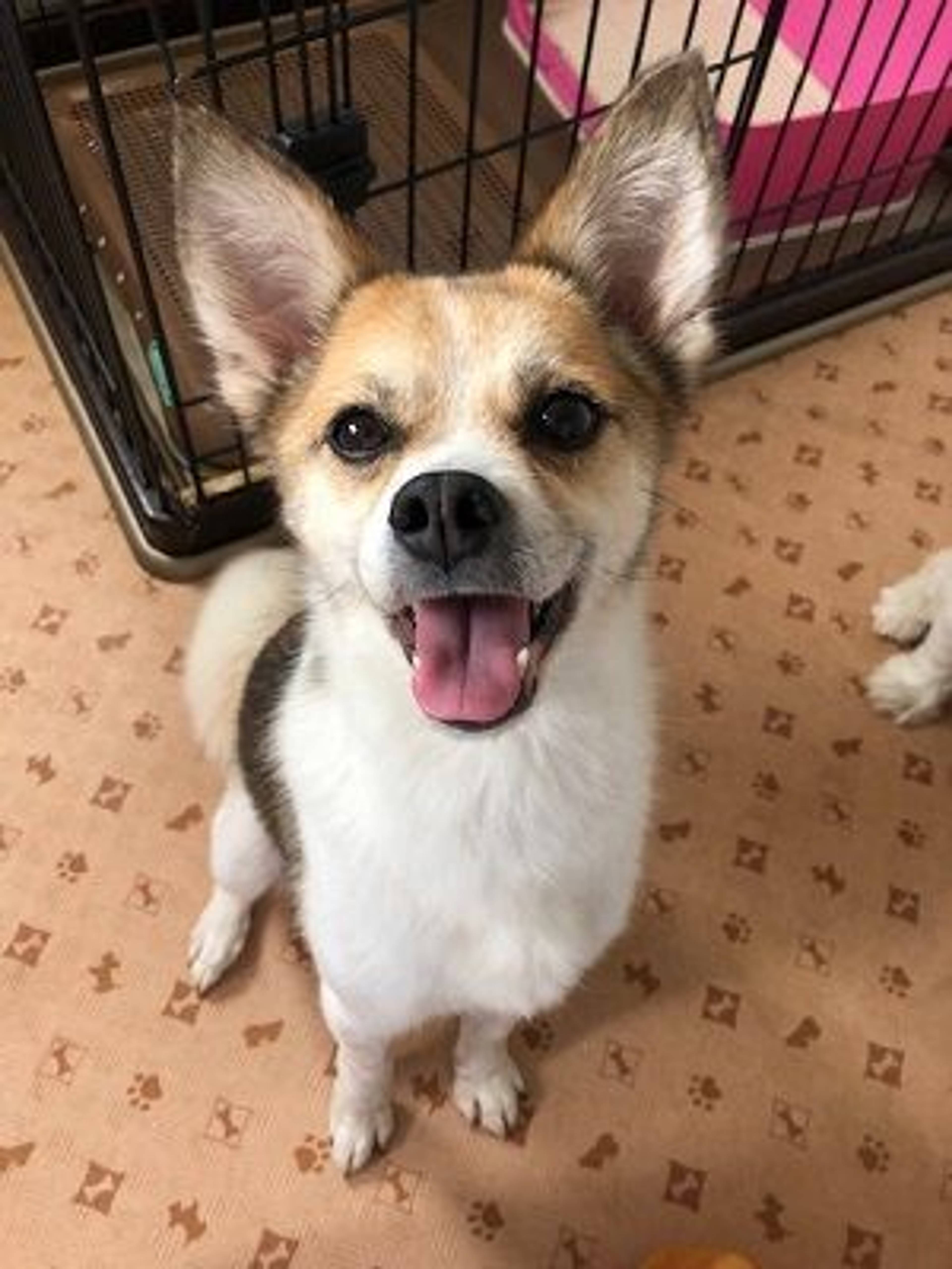 雑種（ミックス犬）・メスの里親募集の写真