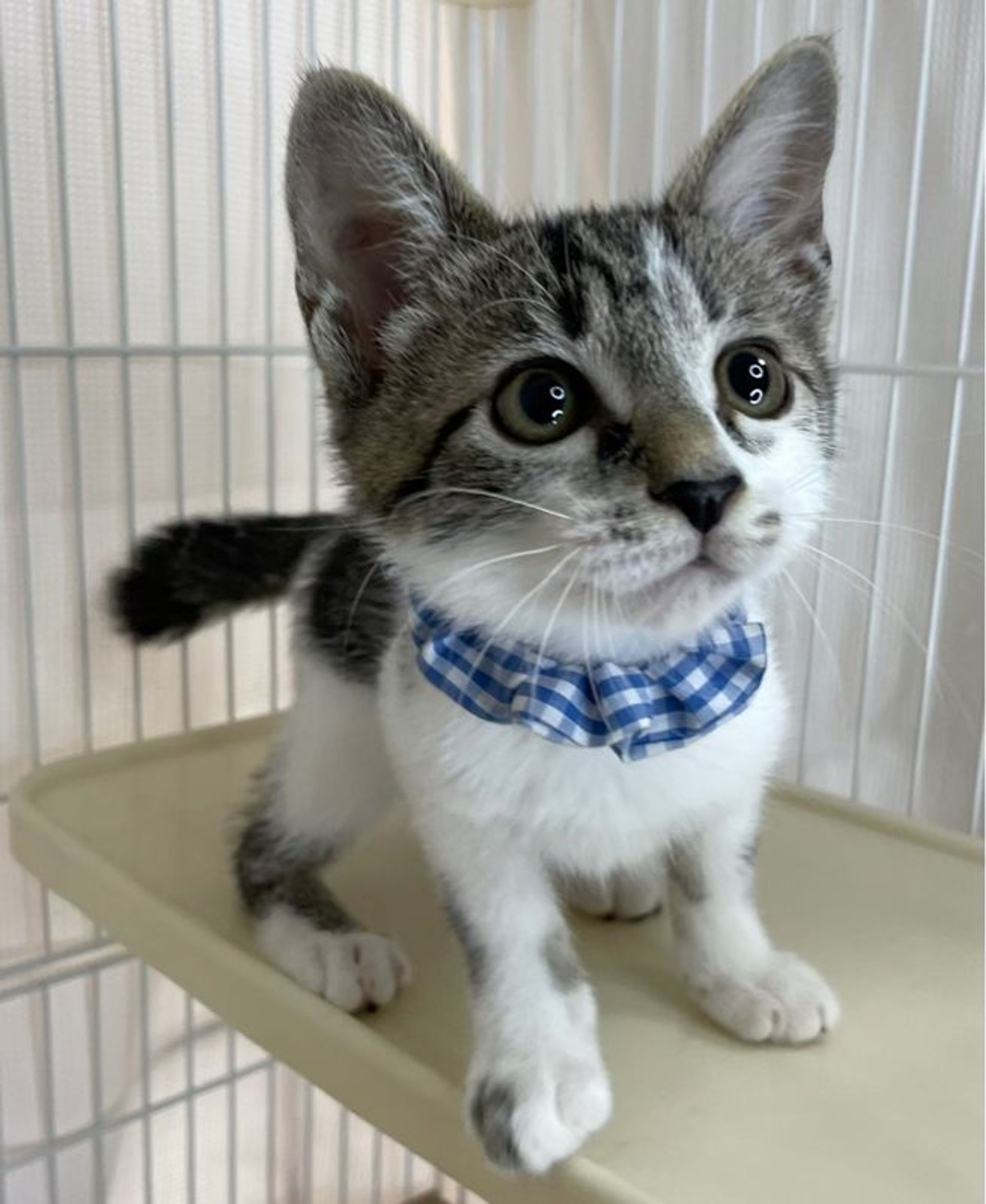 雑種（ミックス猫）・オスの里親募集の写真