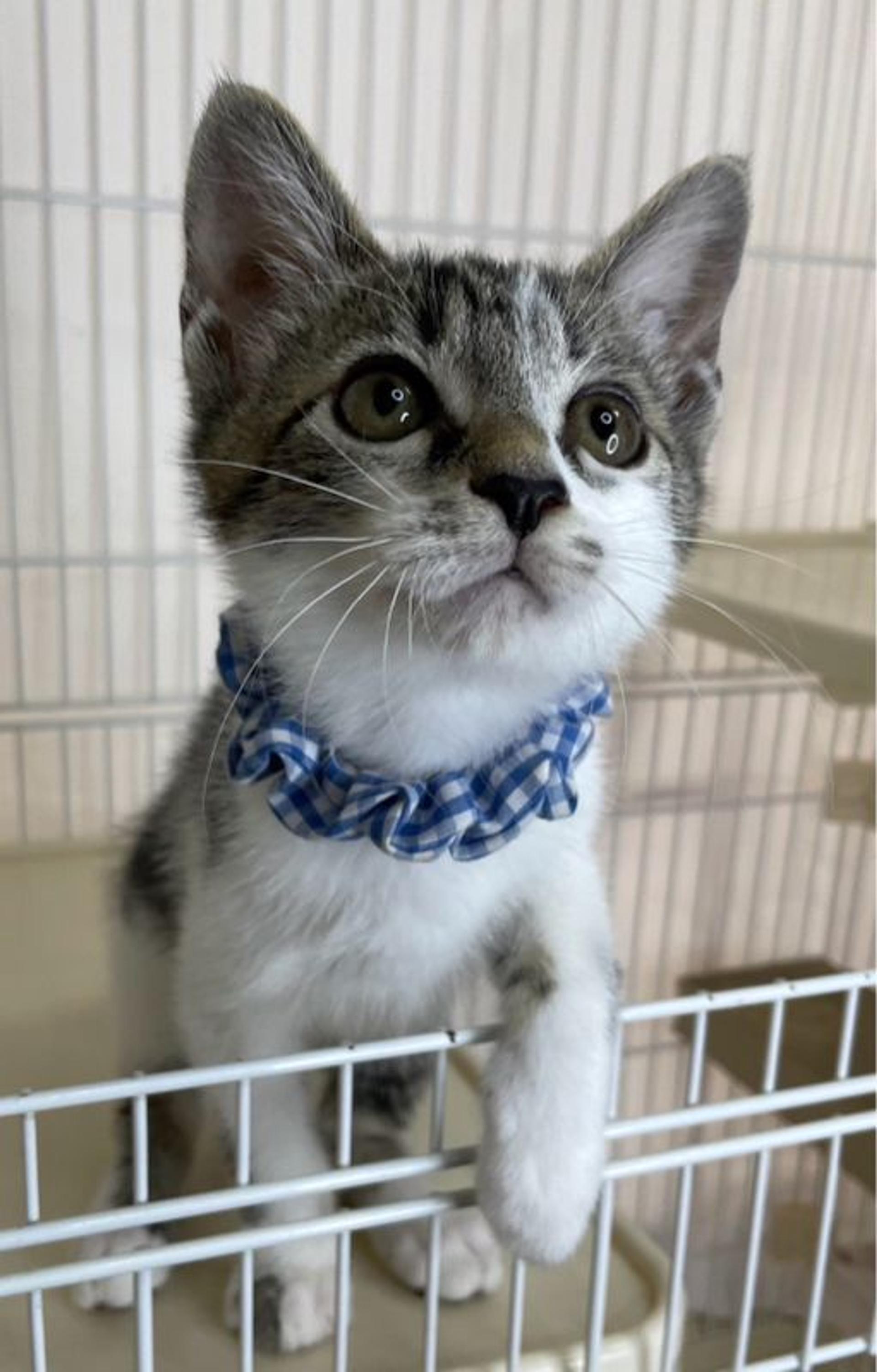 pet-image-3