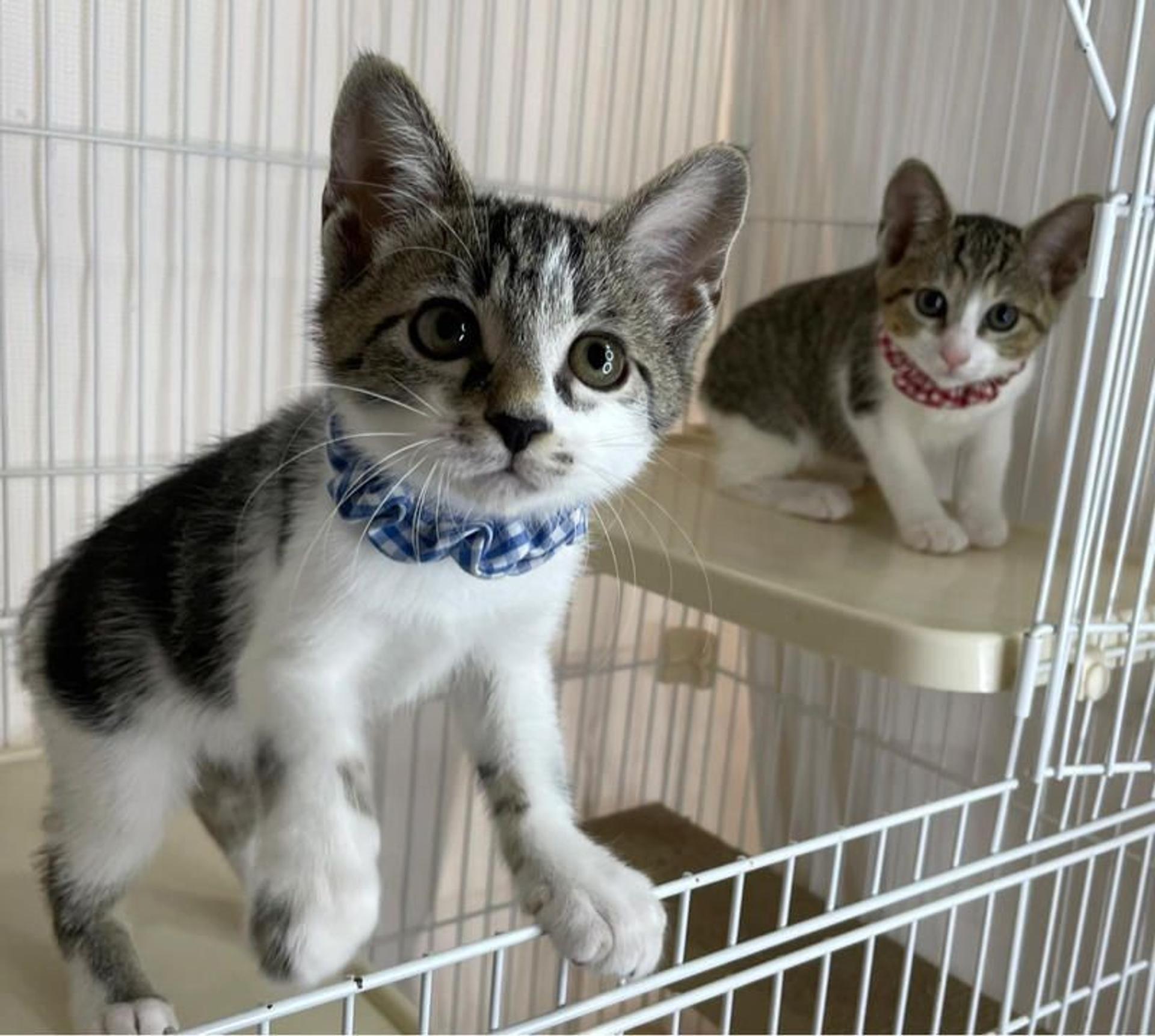 pet-image-5