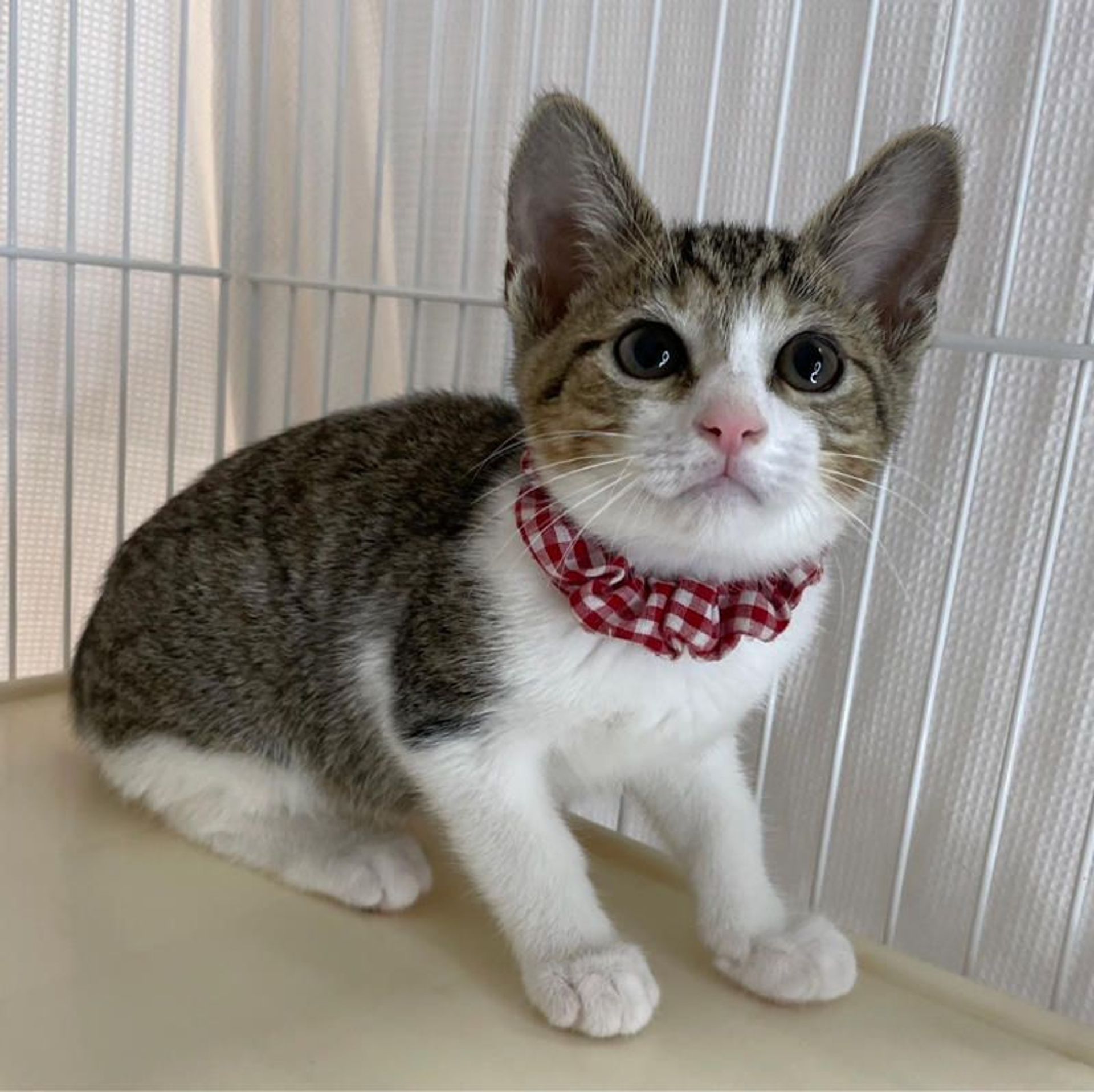 雑種（ミックス猫）・メスの里親募集の写真