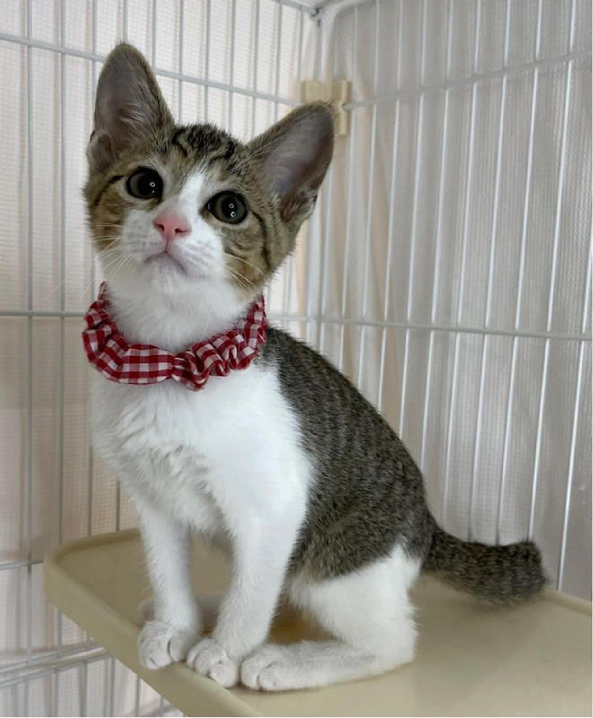 pet-image-2