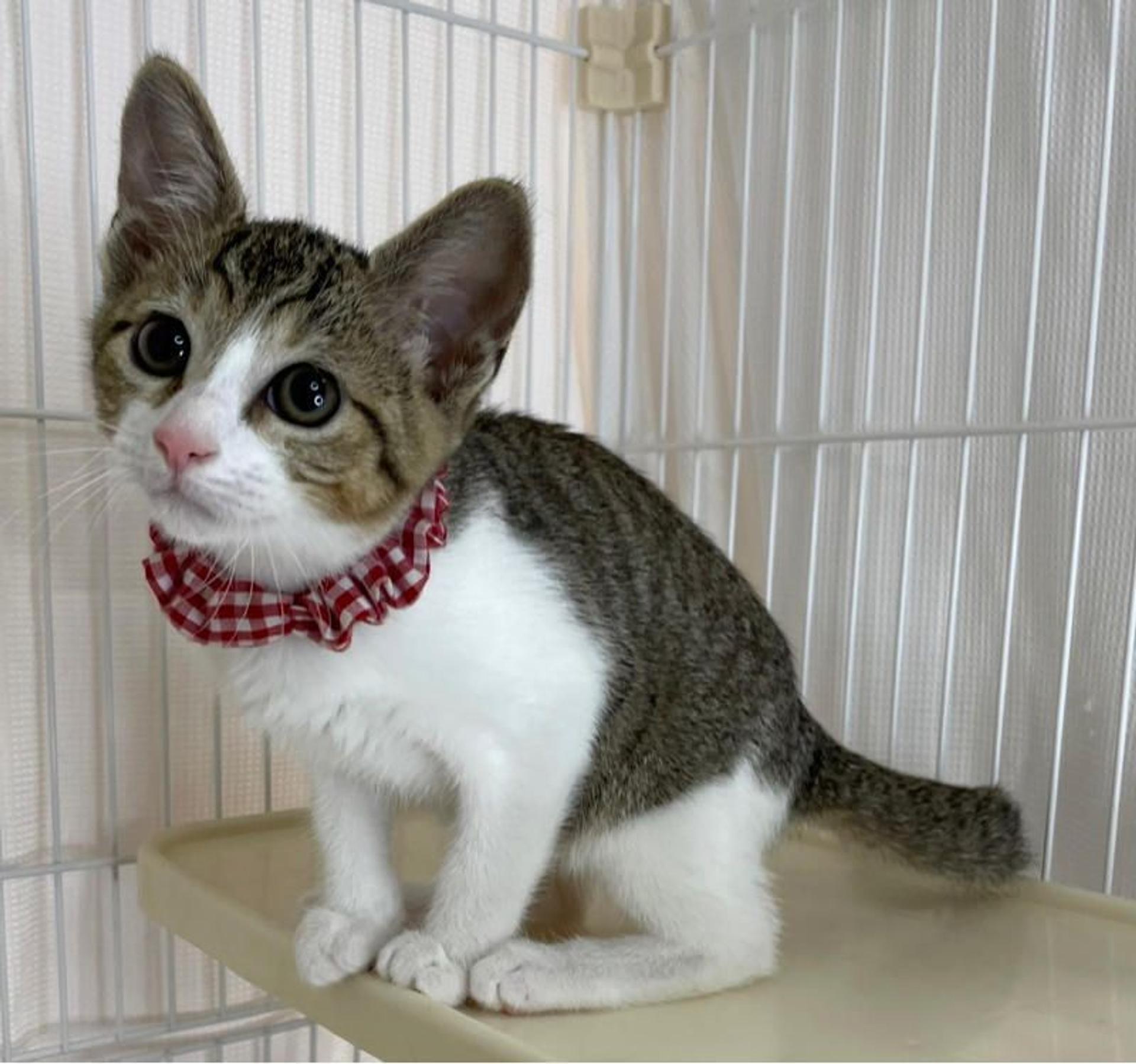 pet-image-4