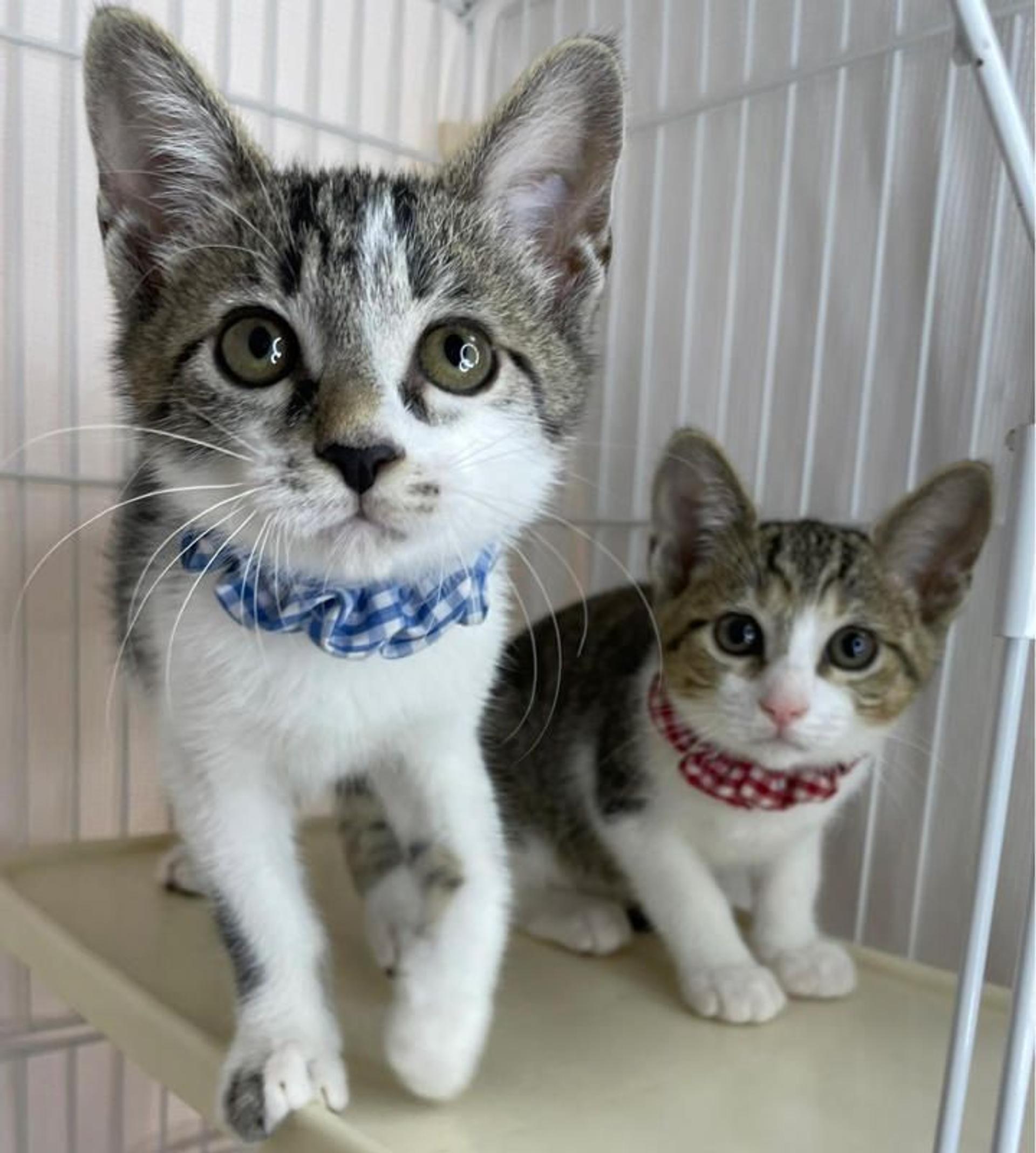 pet-image-5