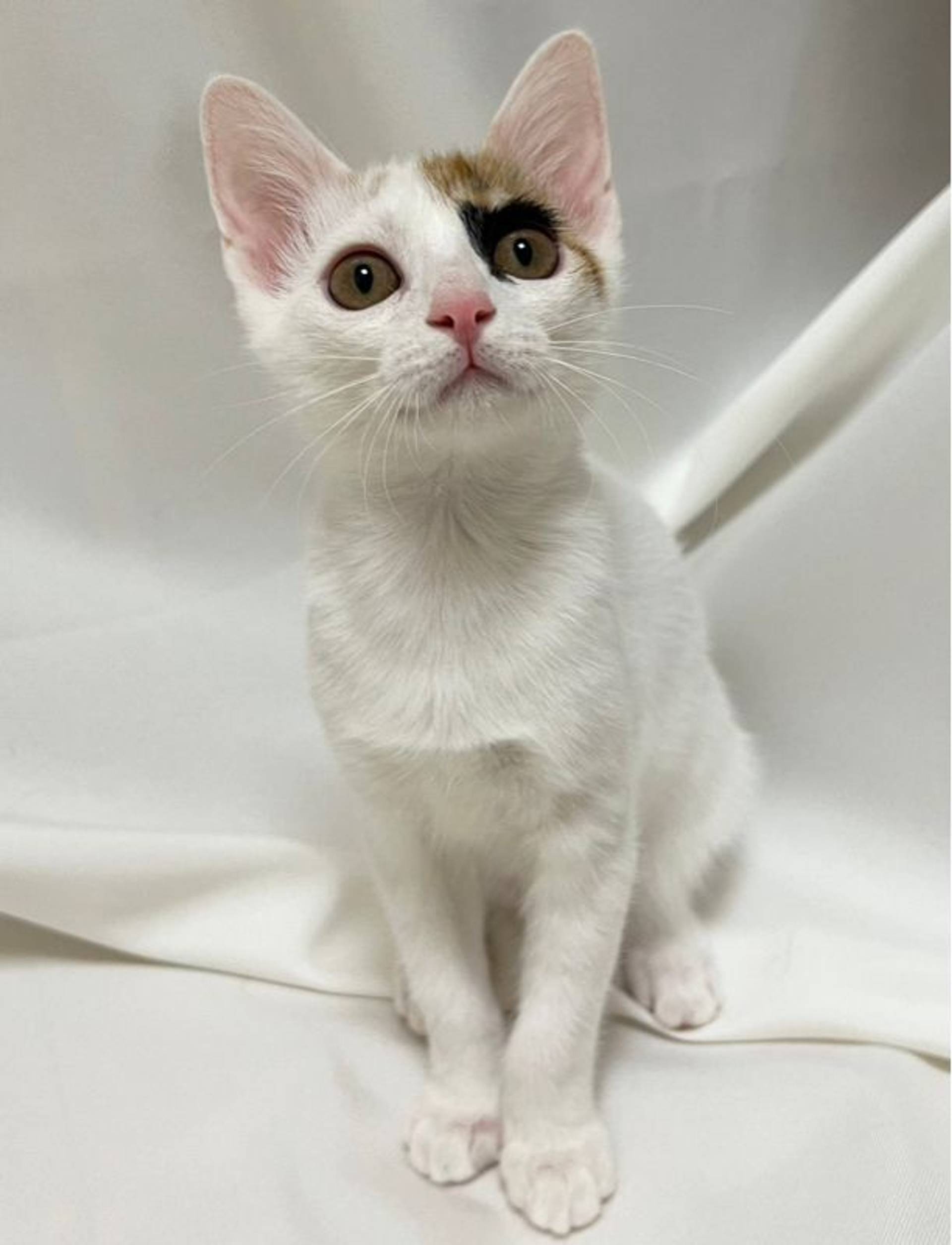 雑種（ミックス猫）・メスの里親募集の写真